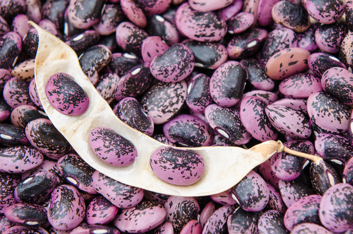 25 SCARLET RUNNER Pole BEAN Ornamental Red Flowers Phaseolus Vulgaris Vegetable Seeds