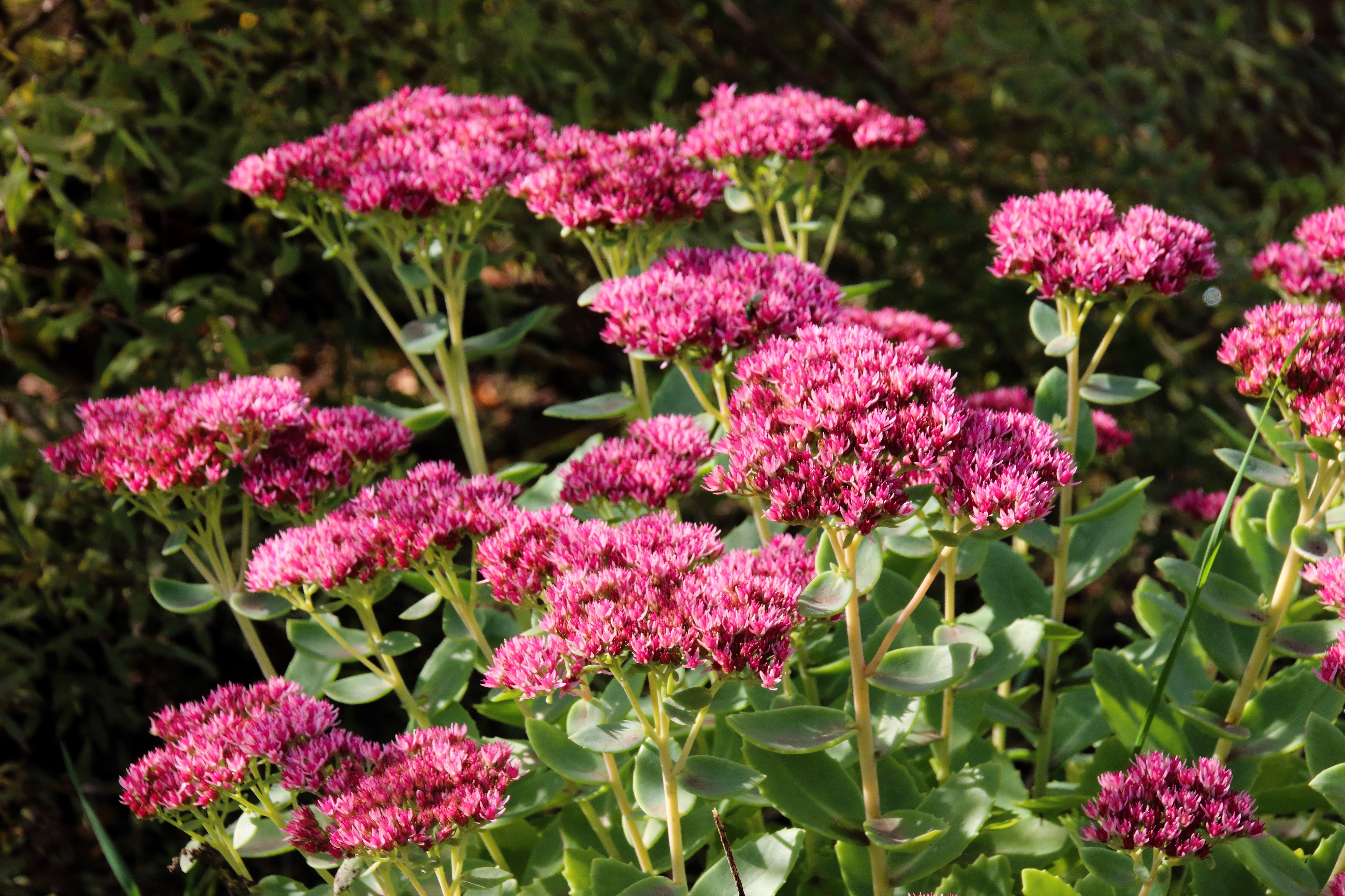 10 EMPEROR'S WAVE SEDUM Red Upright Telephium Succulent Stonecrop Flower Hylotelephium Seeds