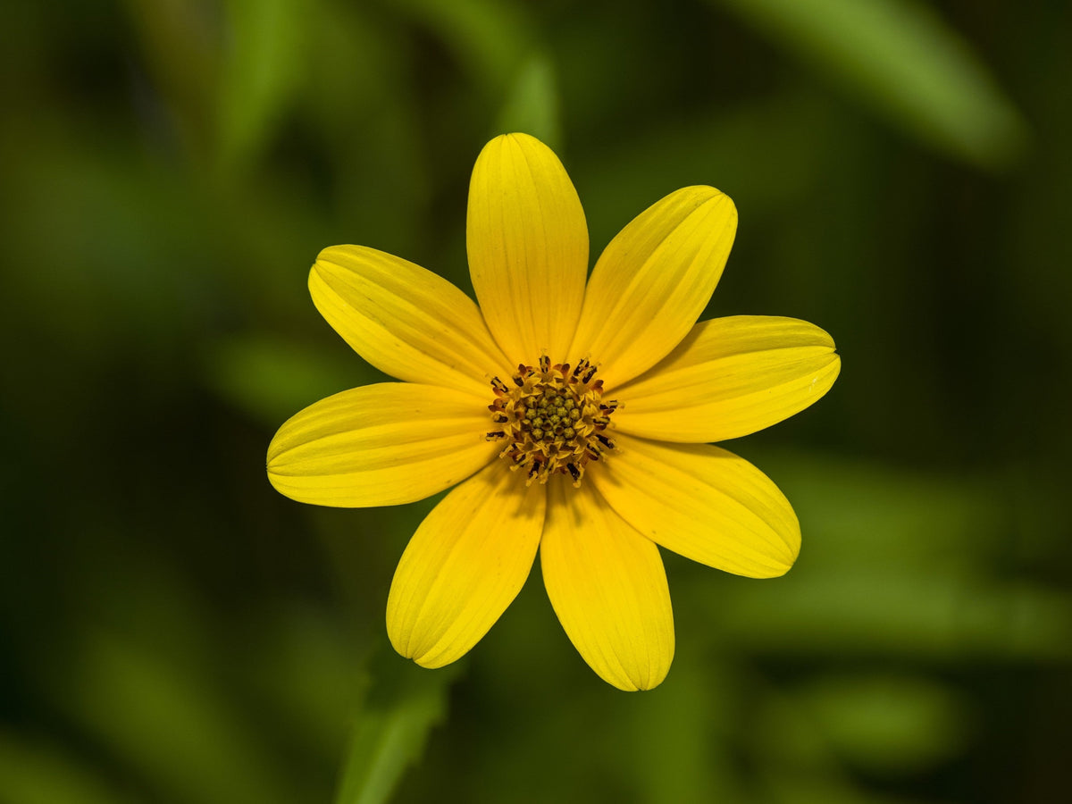 200 Yellow SWAMP MARIGOLD Bidens Aristosa Mutica Flower Seeds