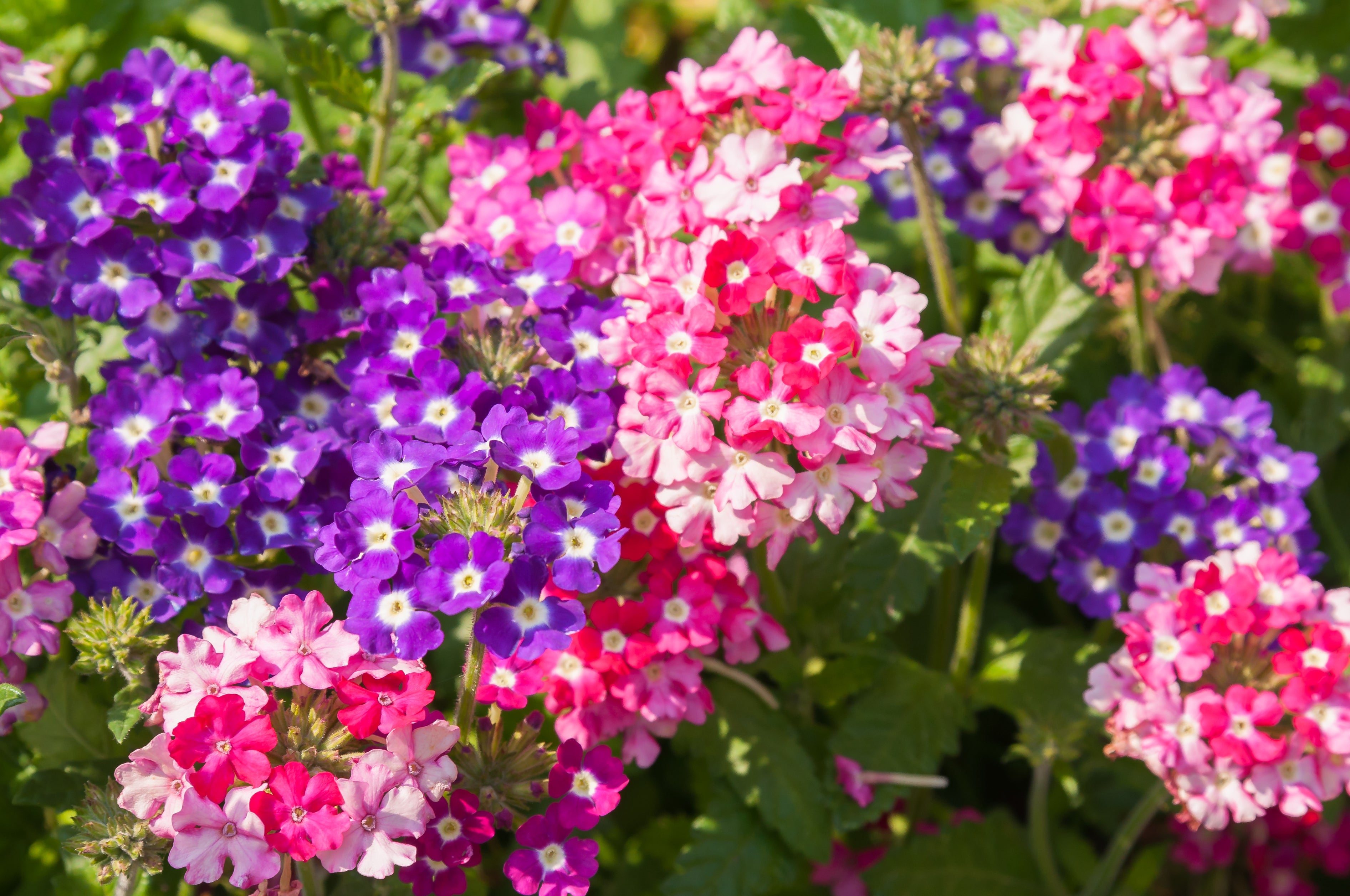 10 TALL GARDEN PHLOX Paniculata Mixed Colors 'New Hybrids Mix' Flower Seeds