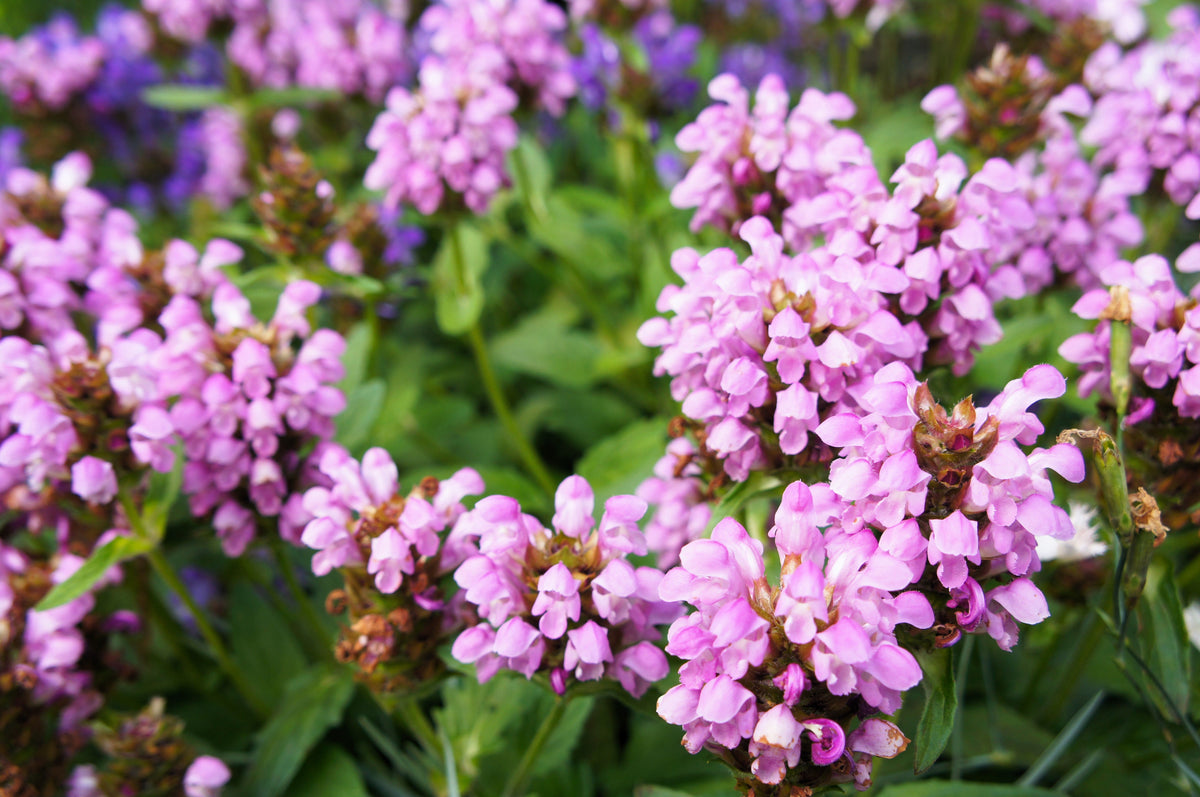 50 PAGODA MIX PRUNELLA Grandiflora Bigflower Selfheal Blue Pink etc Flower Seeds
