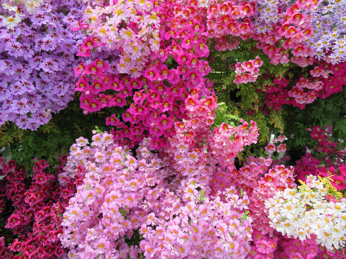 200 Mixed Colors BUTTERFLY ORCHID (Poor Mans Orchid / Angel Wings) Schizanthus Wisetonensis Flower Seeds