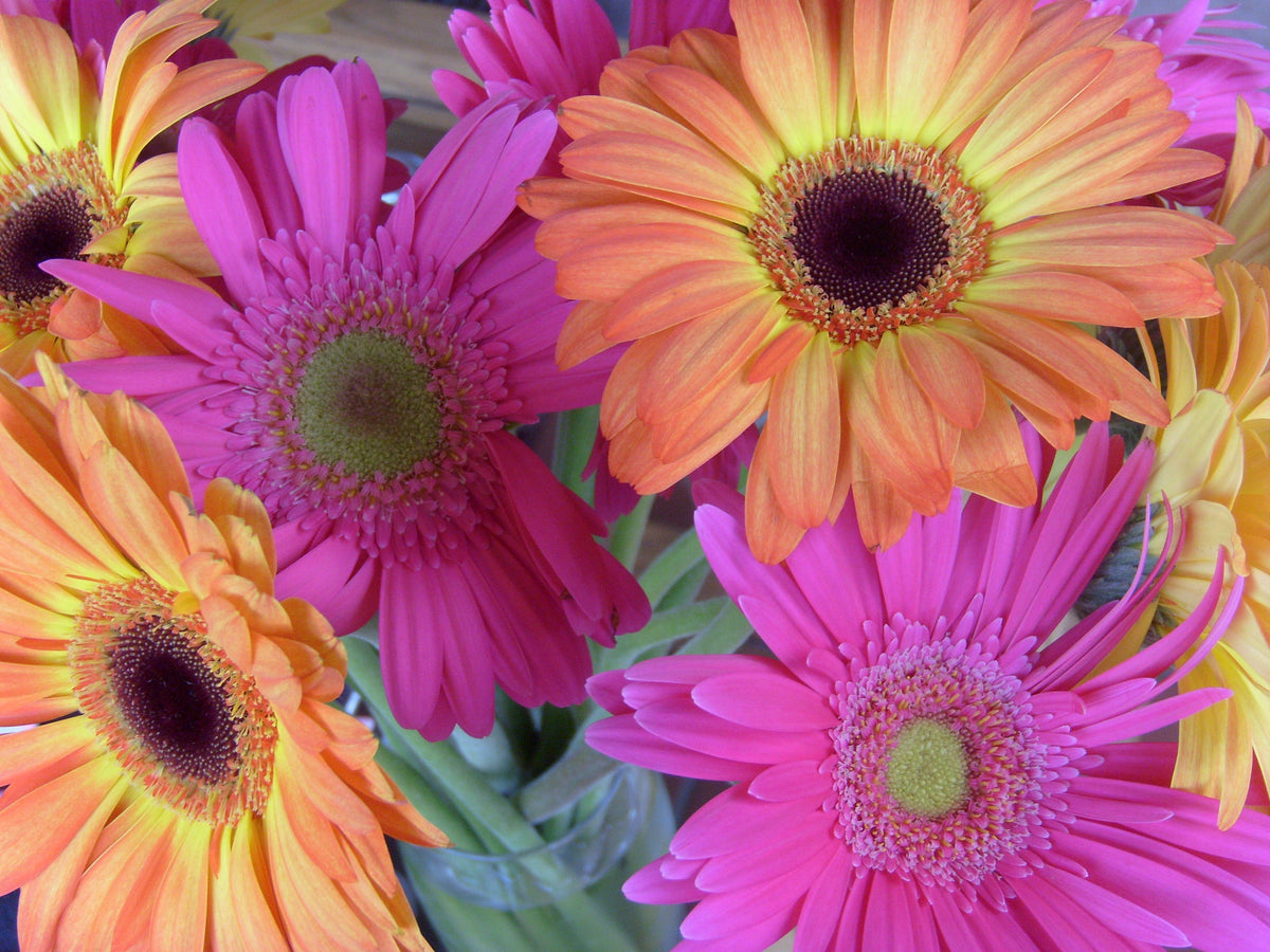 1000 MIXED AFRICAN DAISY ( Cape Marigold / Sun Marigold ) Dimorphotheca Sinuata Flower Seeds