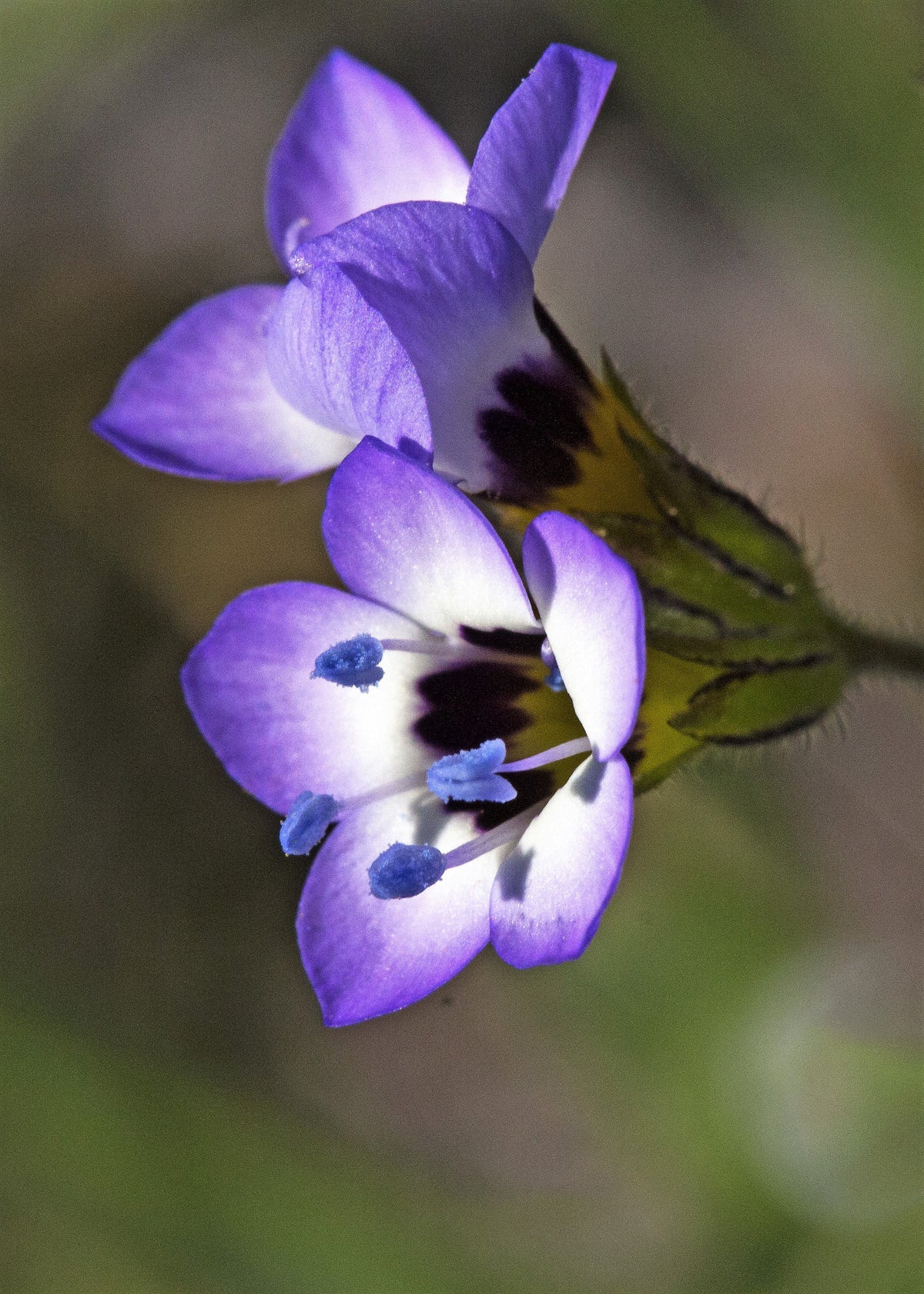 1000 BIRDS EYES Gilia Tricolor Lavender White Native Fragrant Hummingbird Flower Seeds