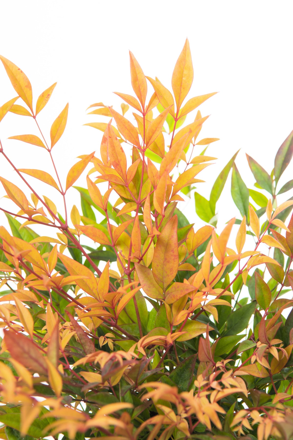 50 HEAVENLY BAMBOO Sacred Nandina Domestica Pink Red Sun Shade Shrub Seeds