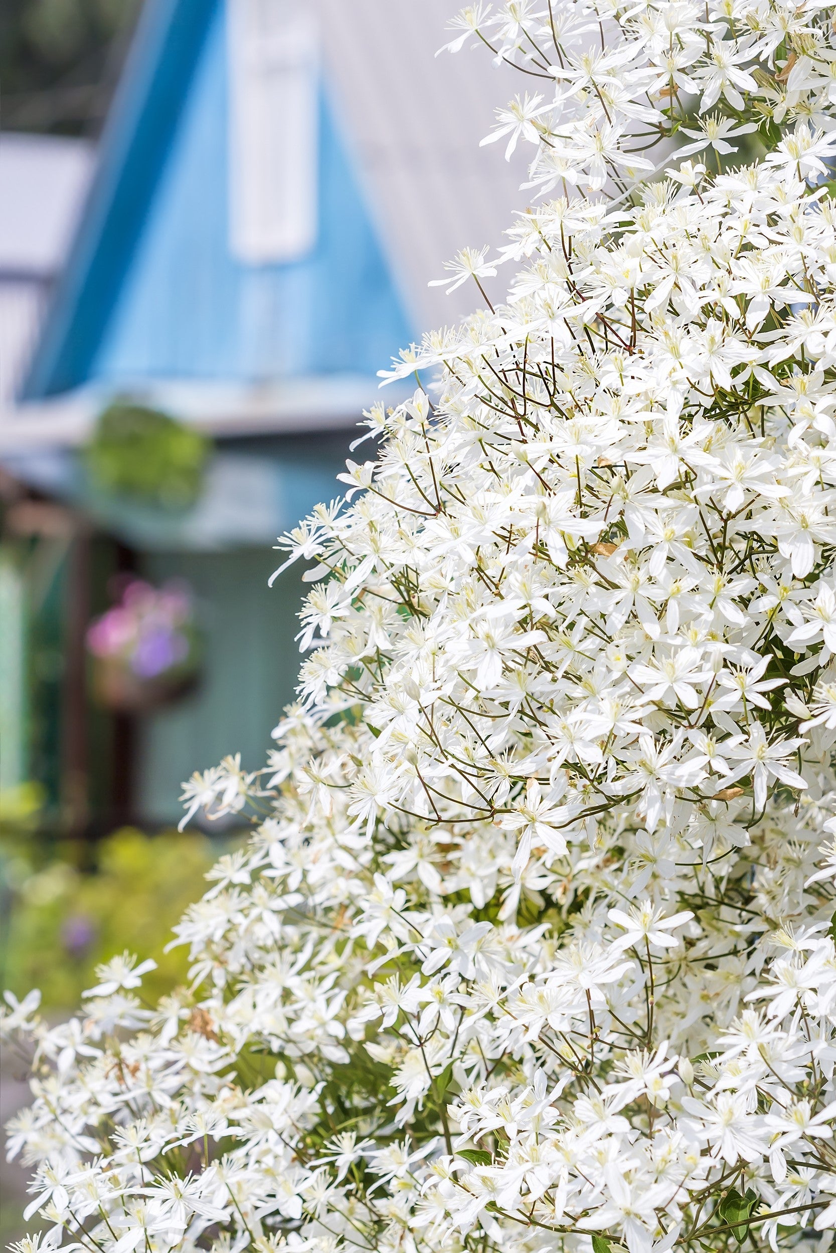 20 SWEET AUTUMN CLEMATIS Paniculata Fragrant White Flower Vine Seeds
