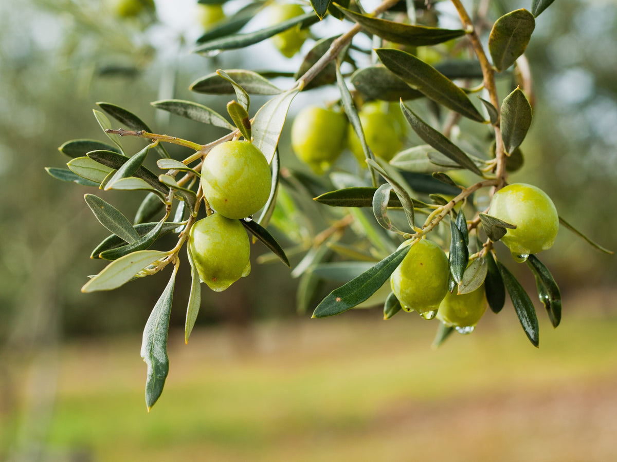15 EUROPEAN OLIVE TREE Olea Europaea Edible Common Green Black Fruit Seeds