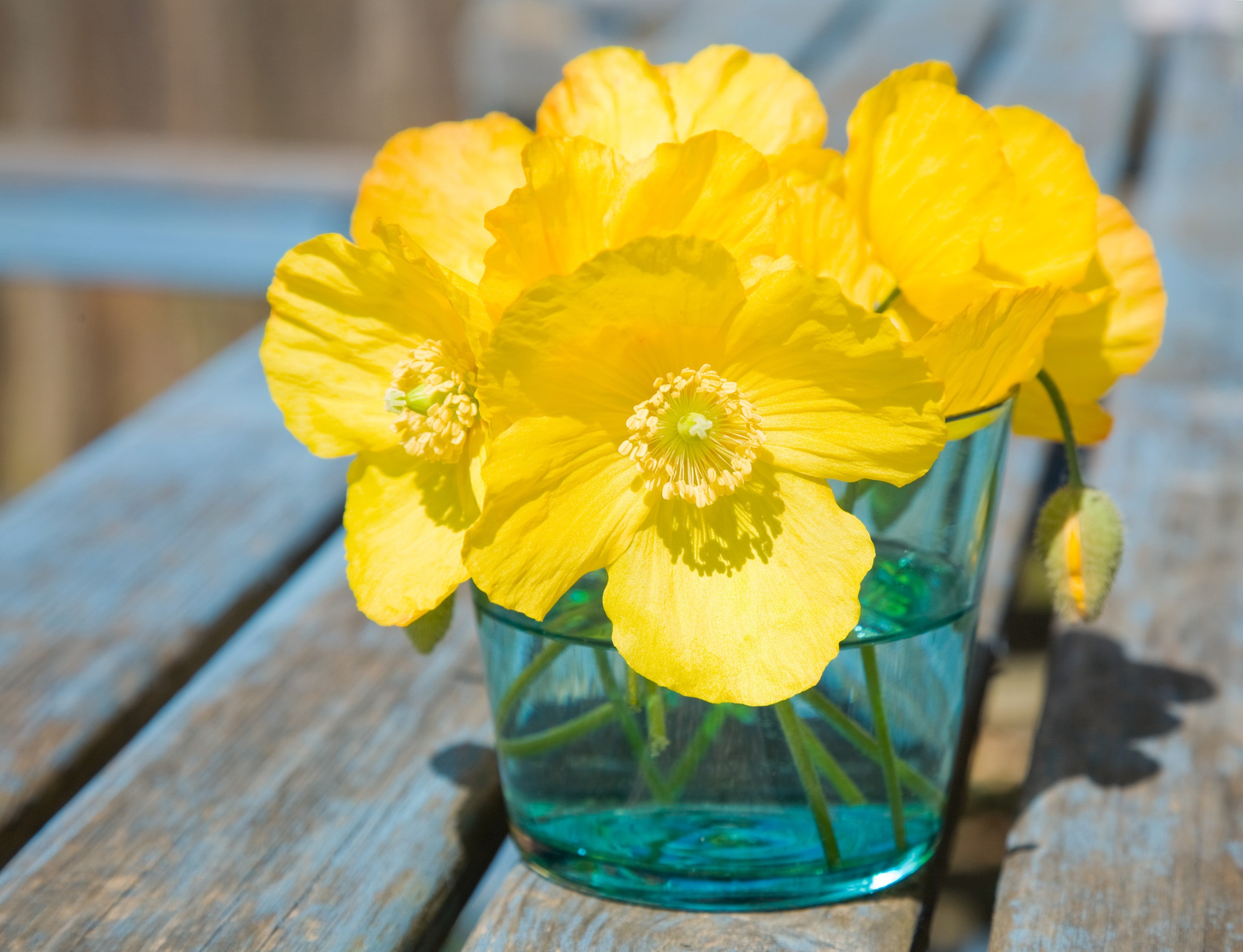 20 Yellow WELSH POPPY Meconopsis Papaver Cambricum Perennial Shade Flower Seeds