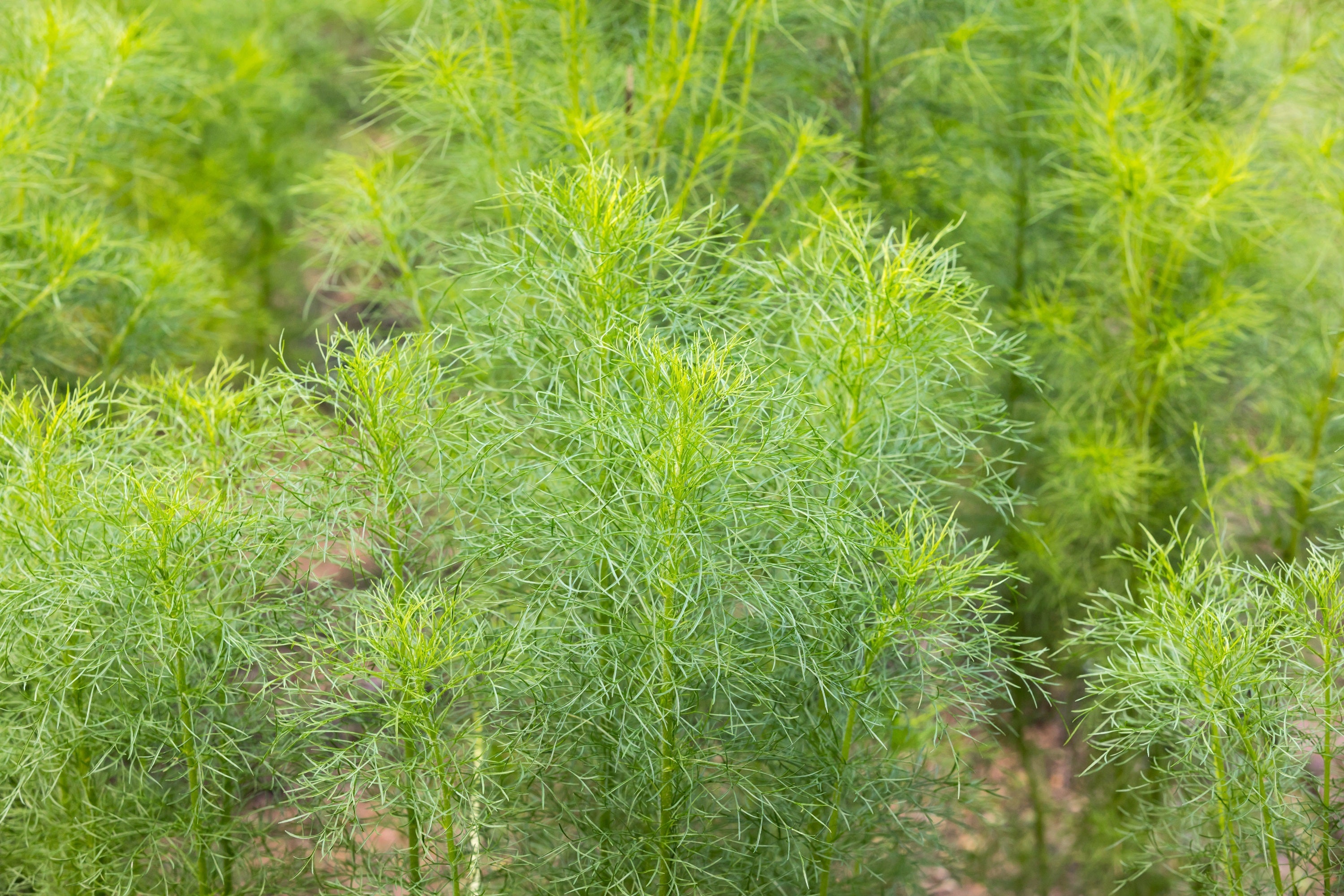 500 Organic CUMIN Cuminum Cyminum Herb Flower Seeds