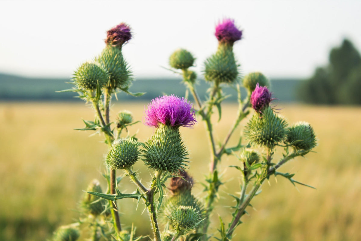 100 ORGANIC Blessed MILK THISTLE Silybum Marianum Hummingbird Purple Flower Seeds