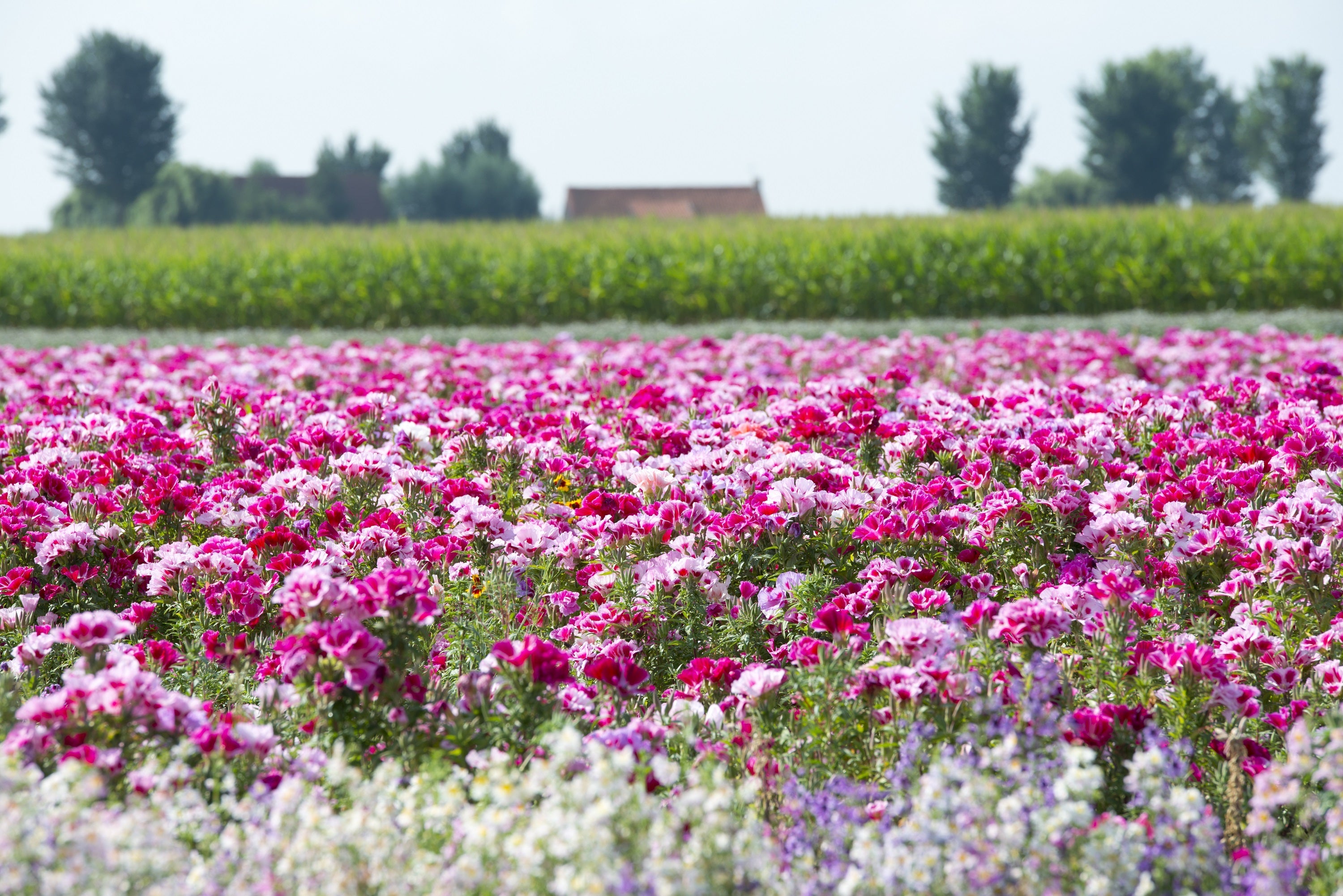 500 Pink FAREWELL TO SPRING Clarkia Elegans Godetia Flower Seeds