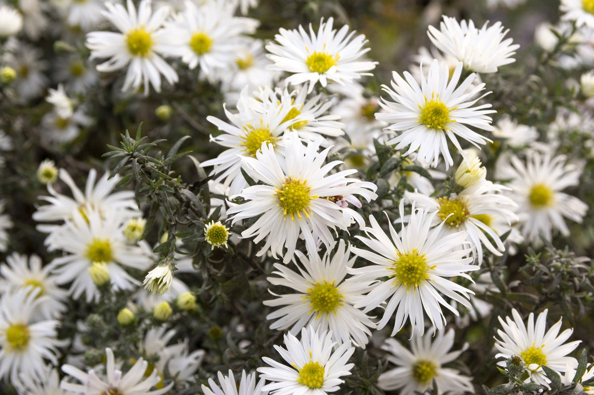 100 WHITE HEATH ASTER Prairie Ericoides Flower Seeds