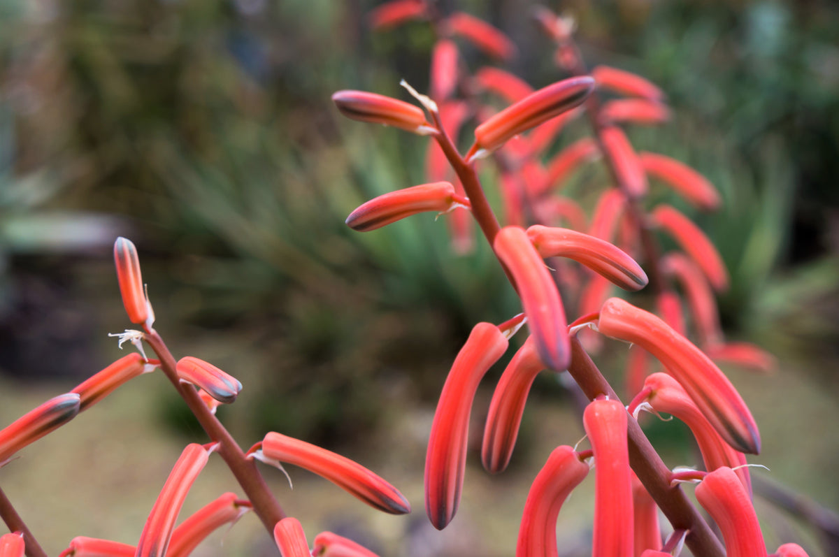 150 Eatons RED FIRECRACKER PENSTEMON Eatonii Native Hummingbird Flower Seeds
