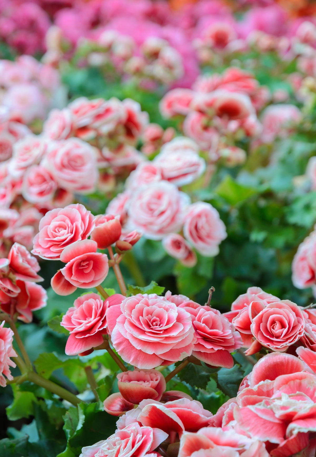 10 MIXED DOUBLE BEGONIA Tuberosa Tuberous Begonia Red Pink White Yellow Orange Shade Flower Seeds