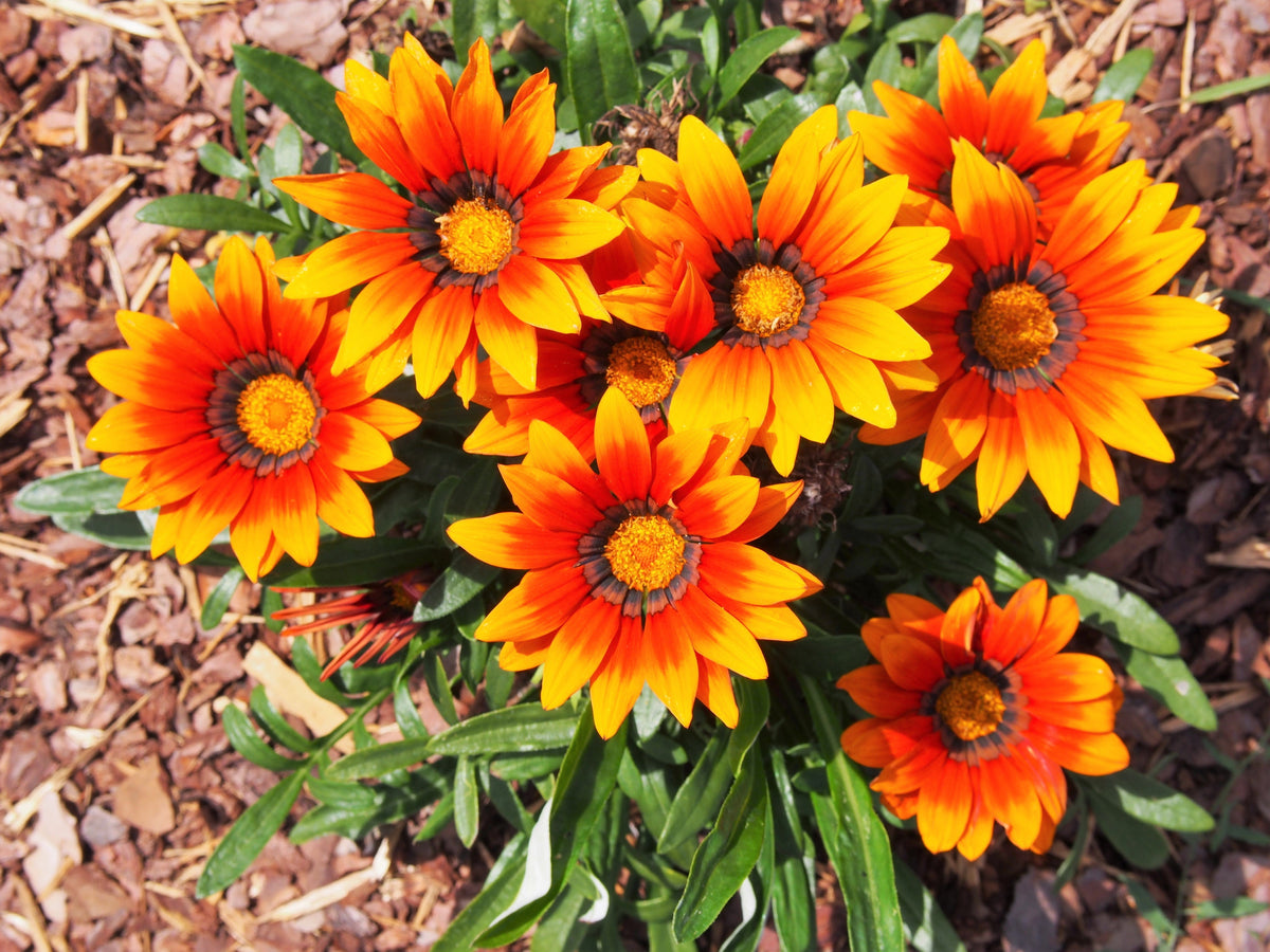 30 Mixed Colors GAZANIA Rigens Treasure Flower Seeds