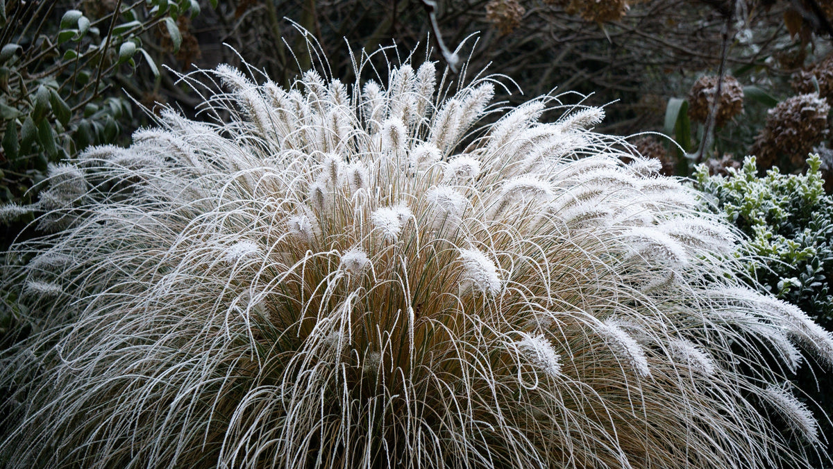 25 DWARF FOUNTAIN GRASS Pennisetum Alopecuroides Hardy Ornamental White Plume Seeds