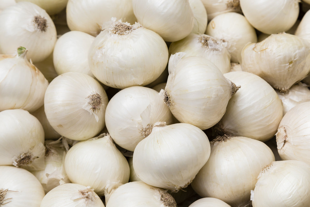 500 Sweet WHITE SPANISH ONION Allium Cepa Vegetable Seeds