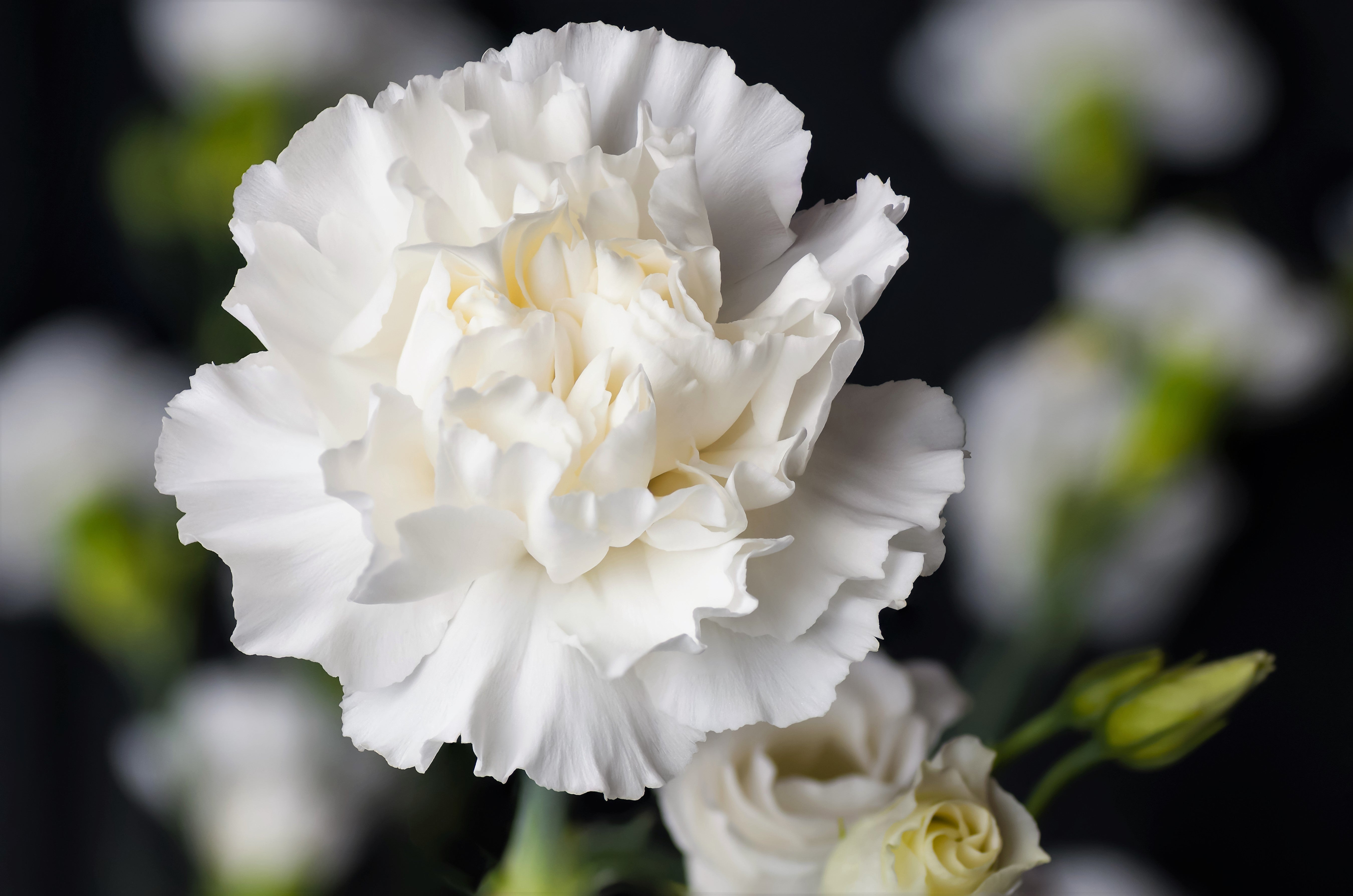 50 WHITE CARNATION Dianthus Caryophyllus Grenadin Flower Seeds
