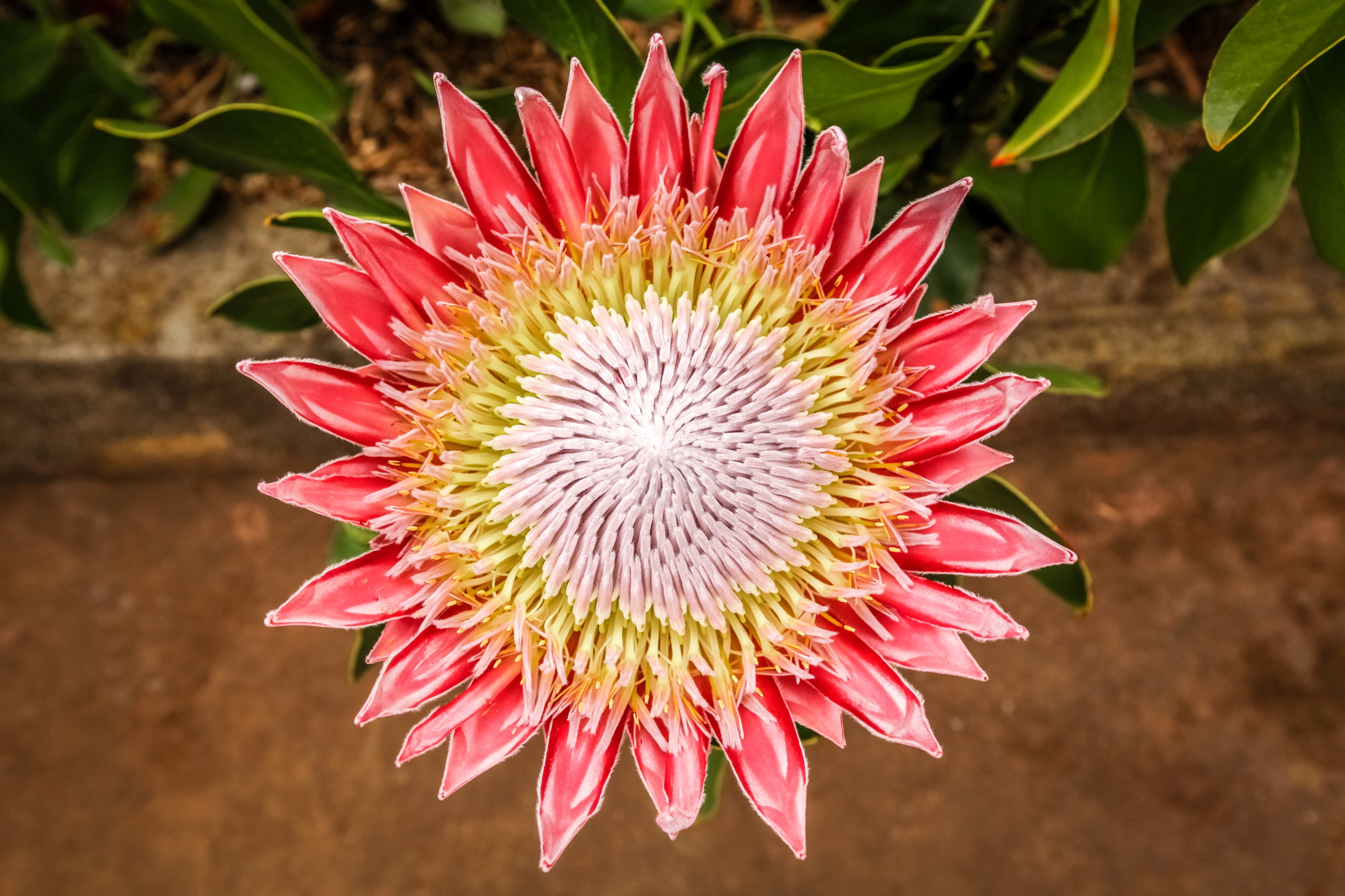 5 Giant KING PROTEA Cynaroides Sugarbush Rare 12" Flower Seeds