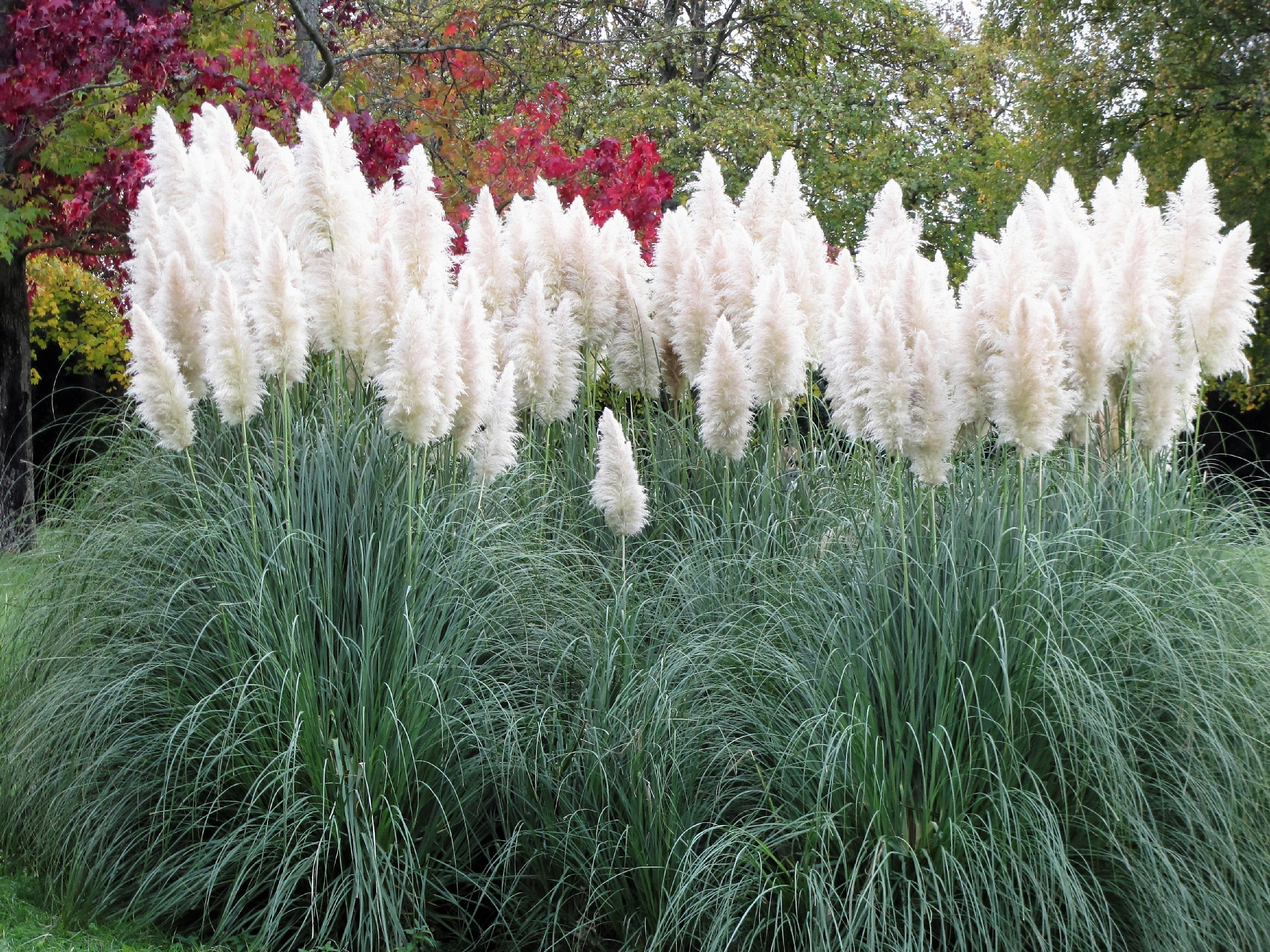 200 WHITE PAMPAS GRASS Cortaderia Selloana Ornamental Flower Seeds