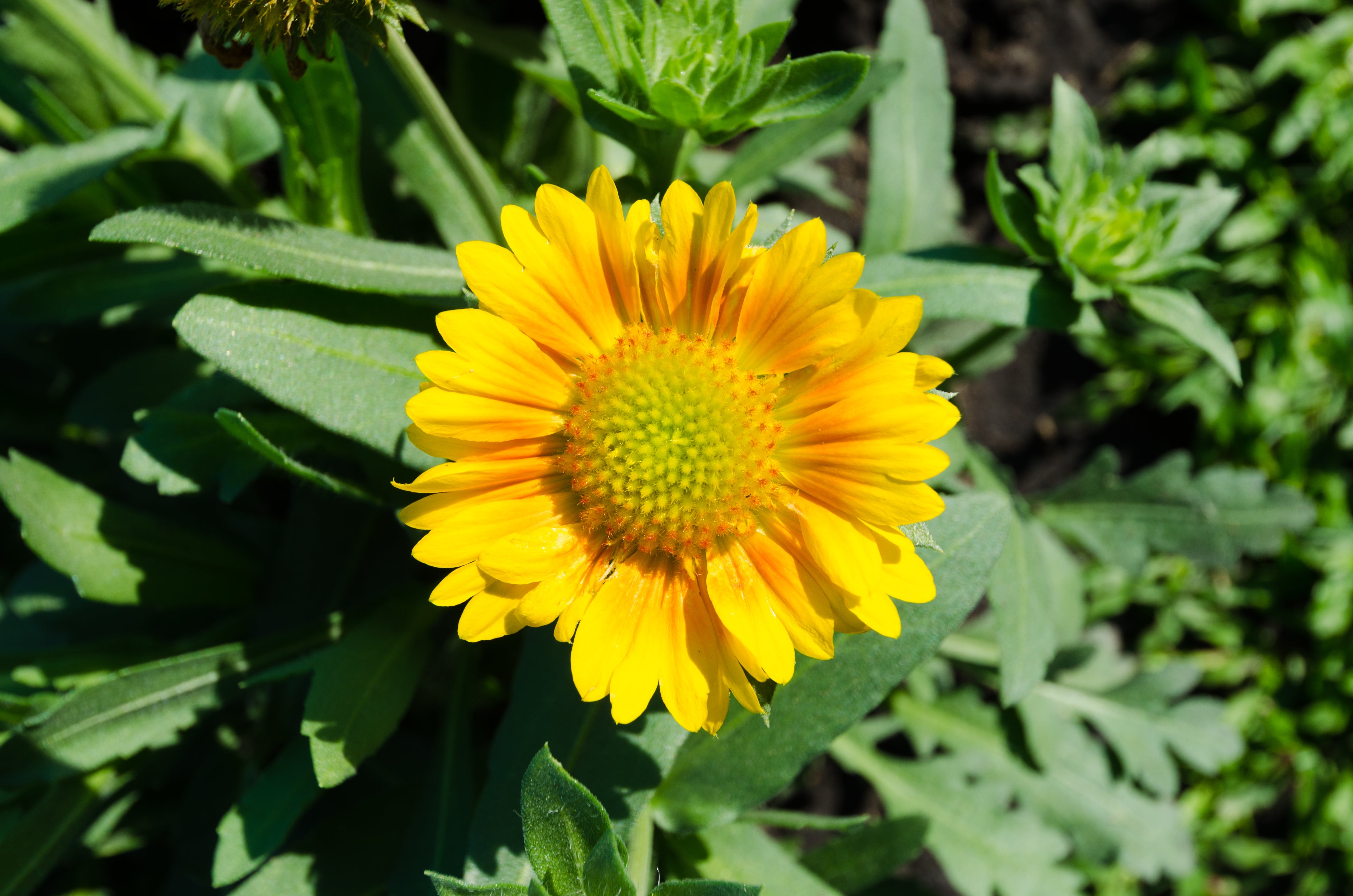 100 YELLOW GAILLARDIA (Blanket Flower / Indian Blanket) Gaillardia Aristata Flower Seeds