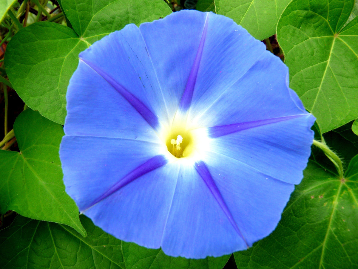 75 Blue STAR MORNING GLORY Ipomoea Tricolor Flower Vine Seeds