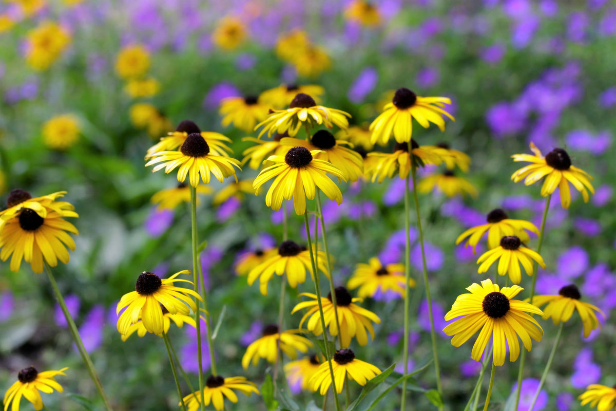 2000 BLACK EYED SUSAN Rudbeckia Hirta Yellow Heirloom Native Flower Seeds