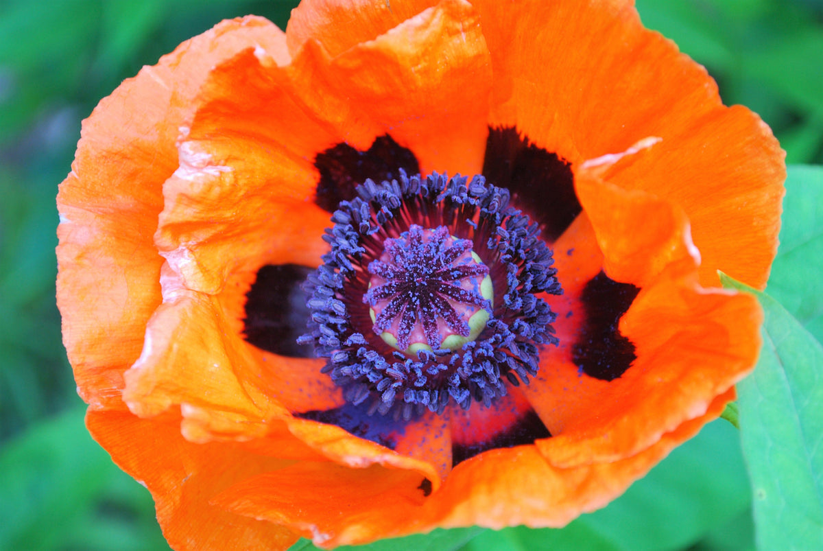 100 PRINCE of ORANGE POPPY Oriental Poppy Papaver Orientale Perennial Flower Seeds