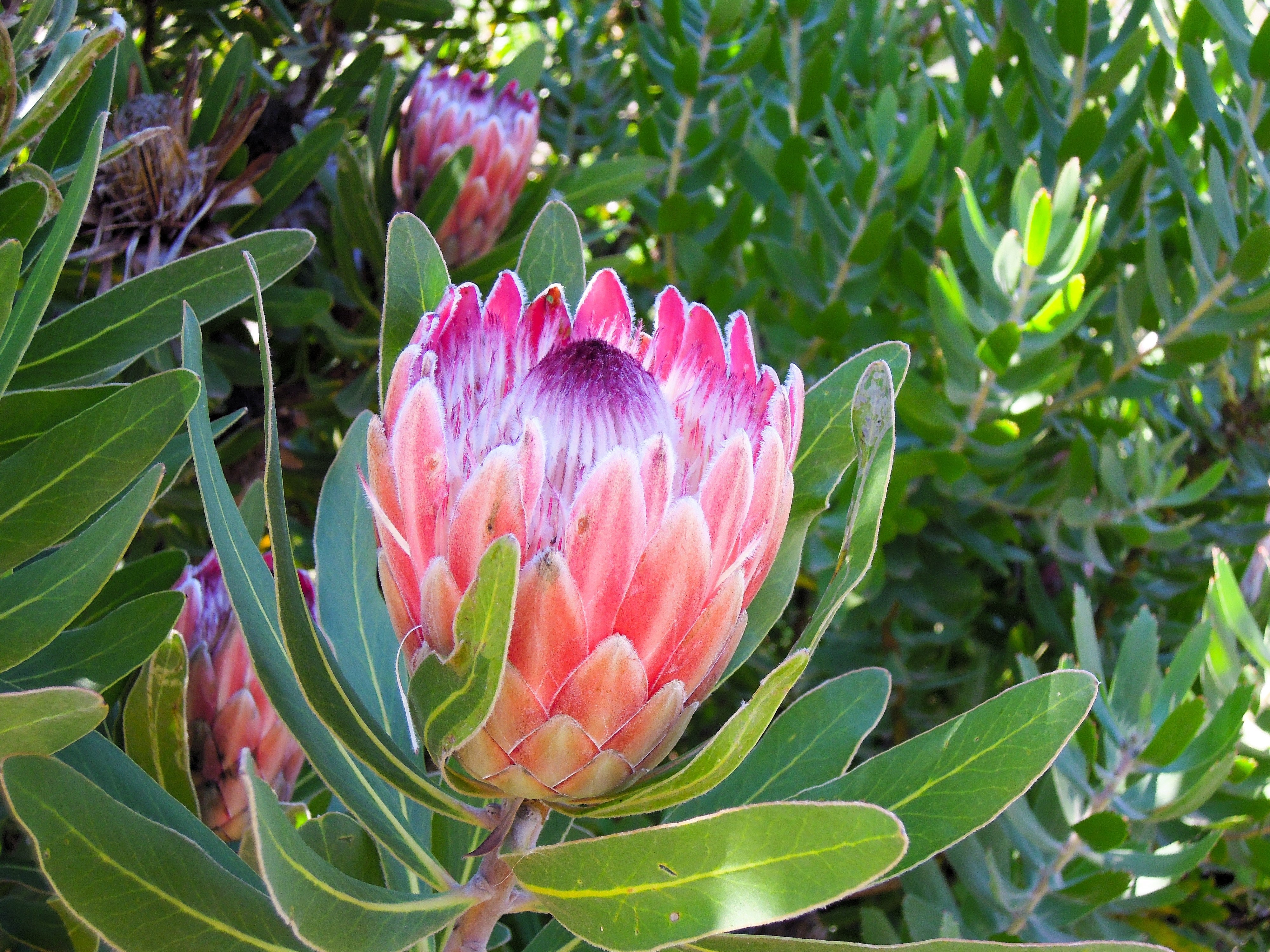5 Giant KING PROTEA Cynaroides Sugarbush Rare 12" Flower Seeds