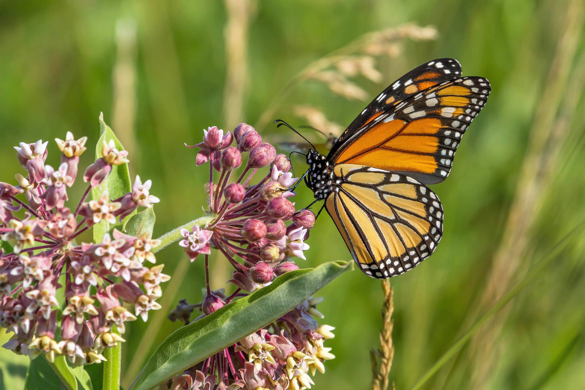 100 PINK MILKWEED Common Asclepias Syriaca Monarch Flower Seeds