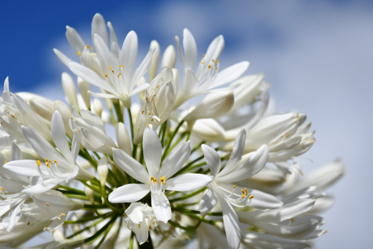 25 WHITE LILY of the NILE Agapanthus Orientalis African Lily Flower Seeds