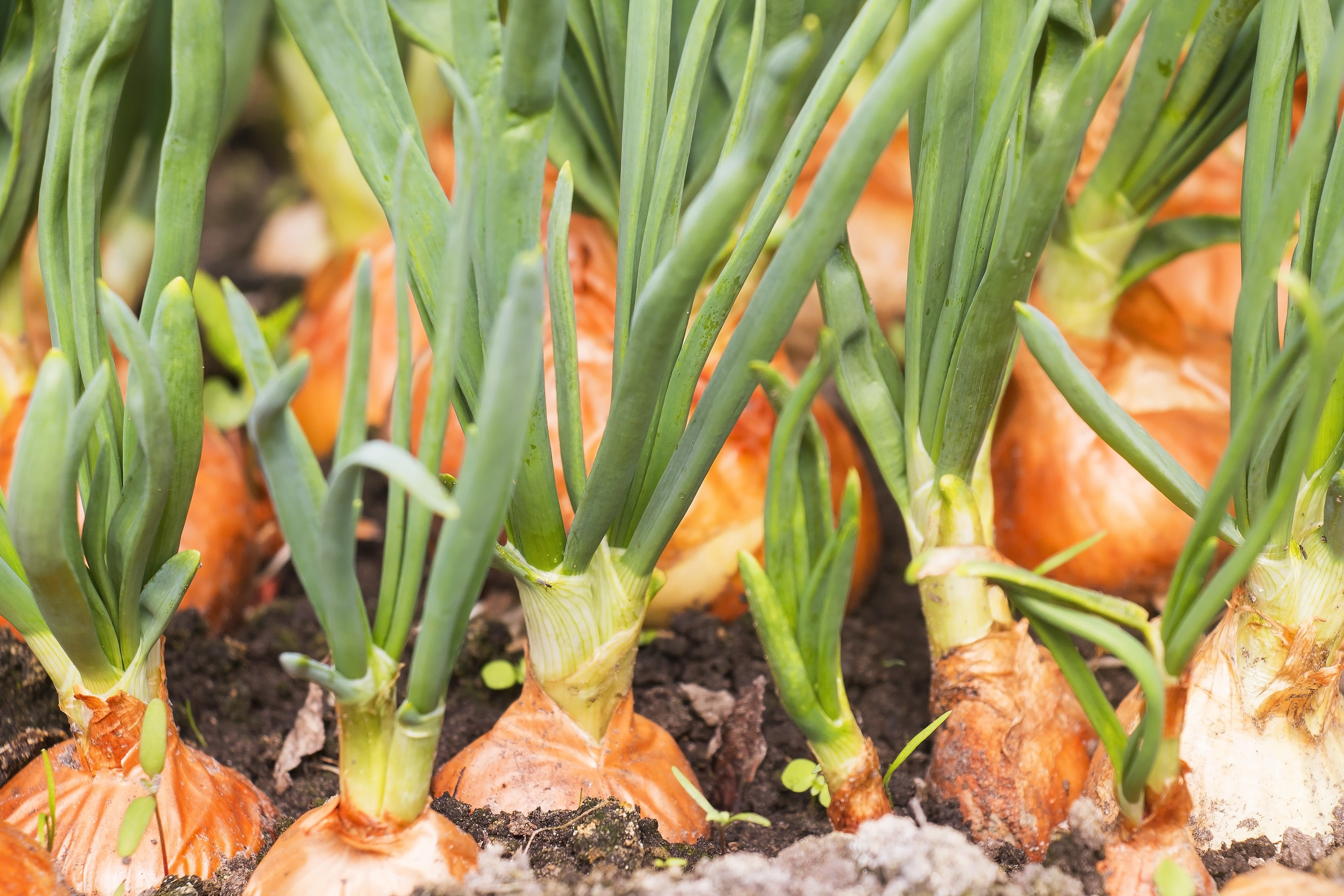 500 Sweet YELLOW SPANISH ONION Allium Cepa Vegetable Seeds