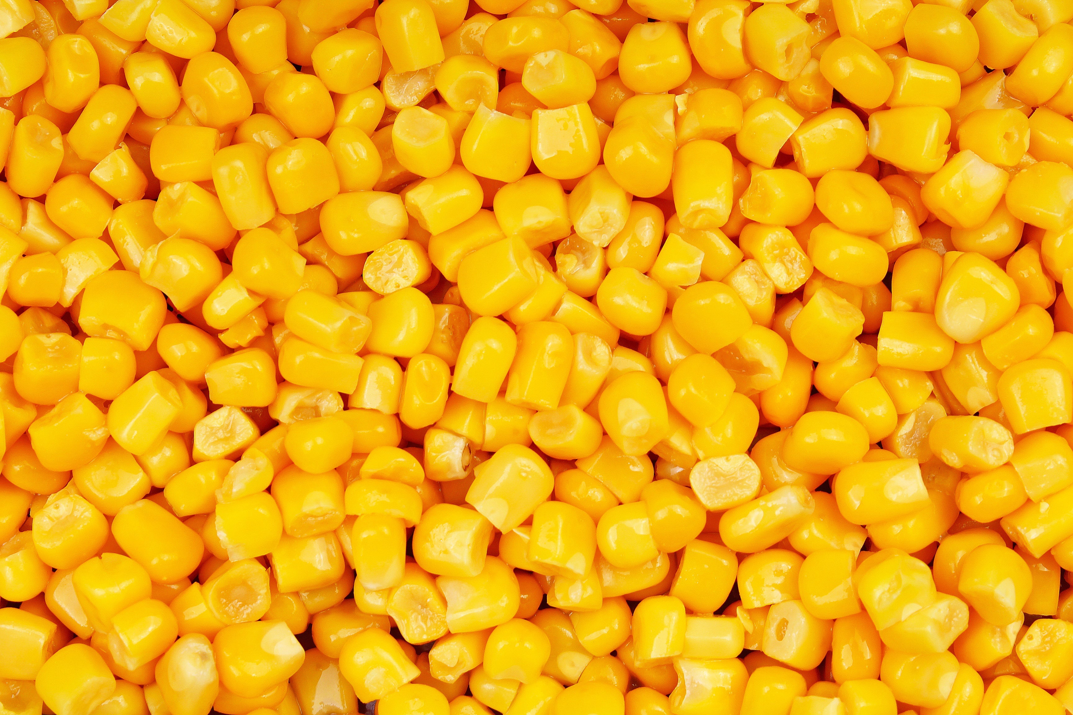 60 YELLOW CORN ' Early Xtra Sweet ' Zea Mays Vegetable Seeds