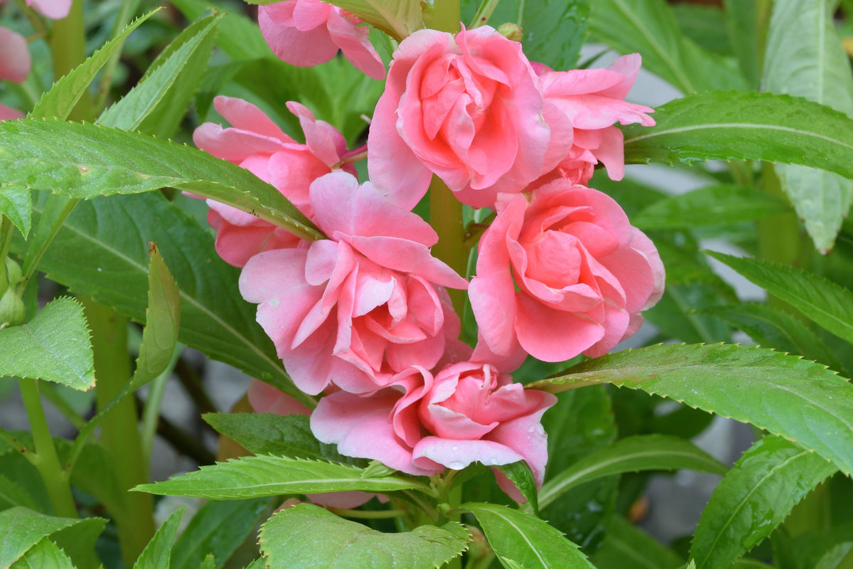 100 Mixed Dwarf TOM THUMB IMPATIENS Balsamina - Sun or Shade - Double Purple, Red, White, Pink, & Orange Flower Seeds