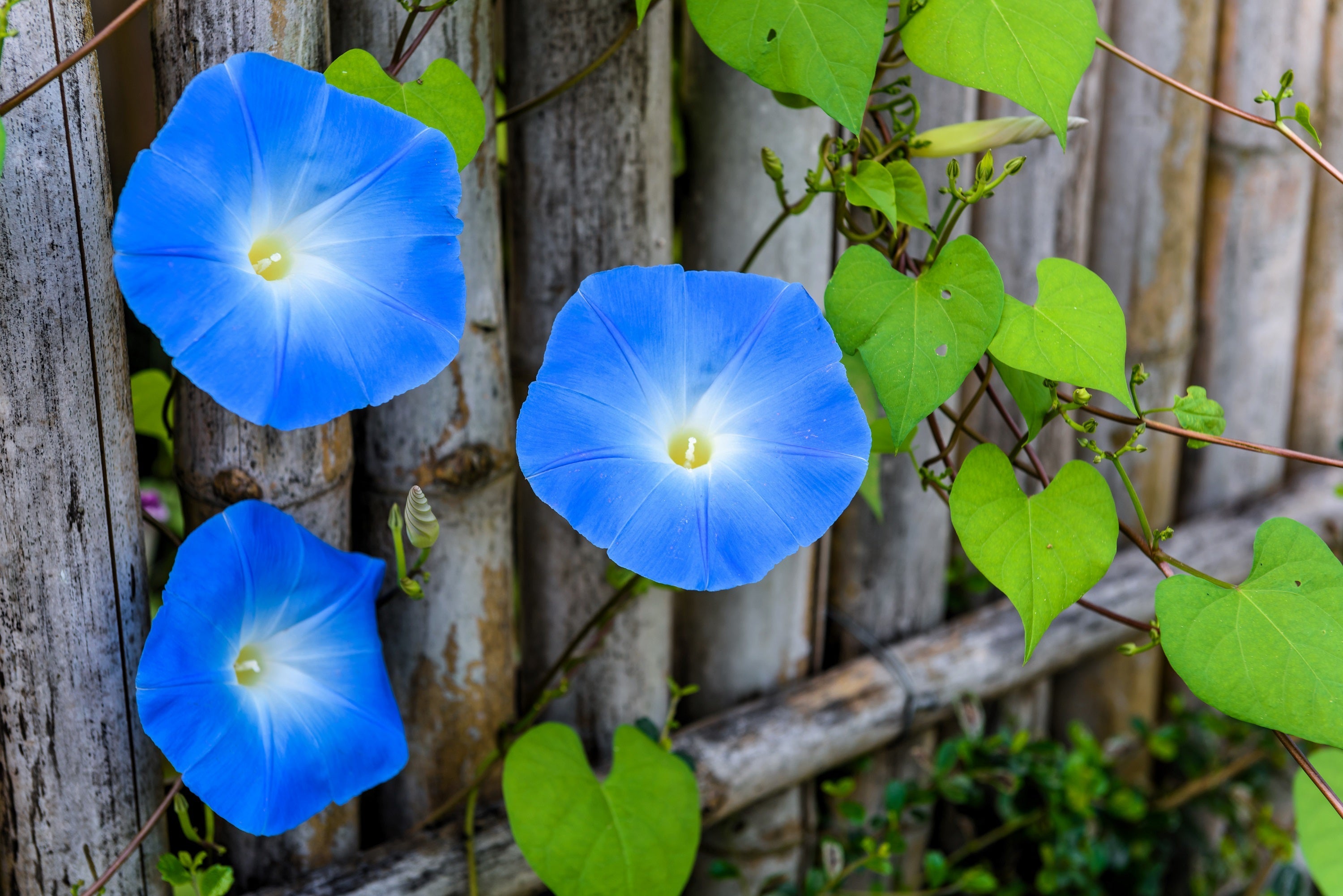 50 Heavenly BLUE MORNING GLORY Ipomoea Tricolor Vine Flower Seeds