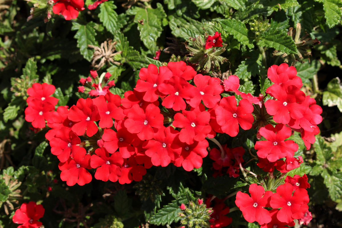 50 SCARLET VERBENA Red Nana Compacta Fragrant Flower Seeds