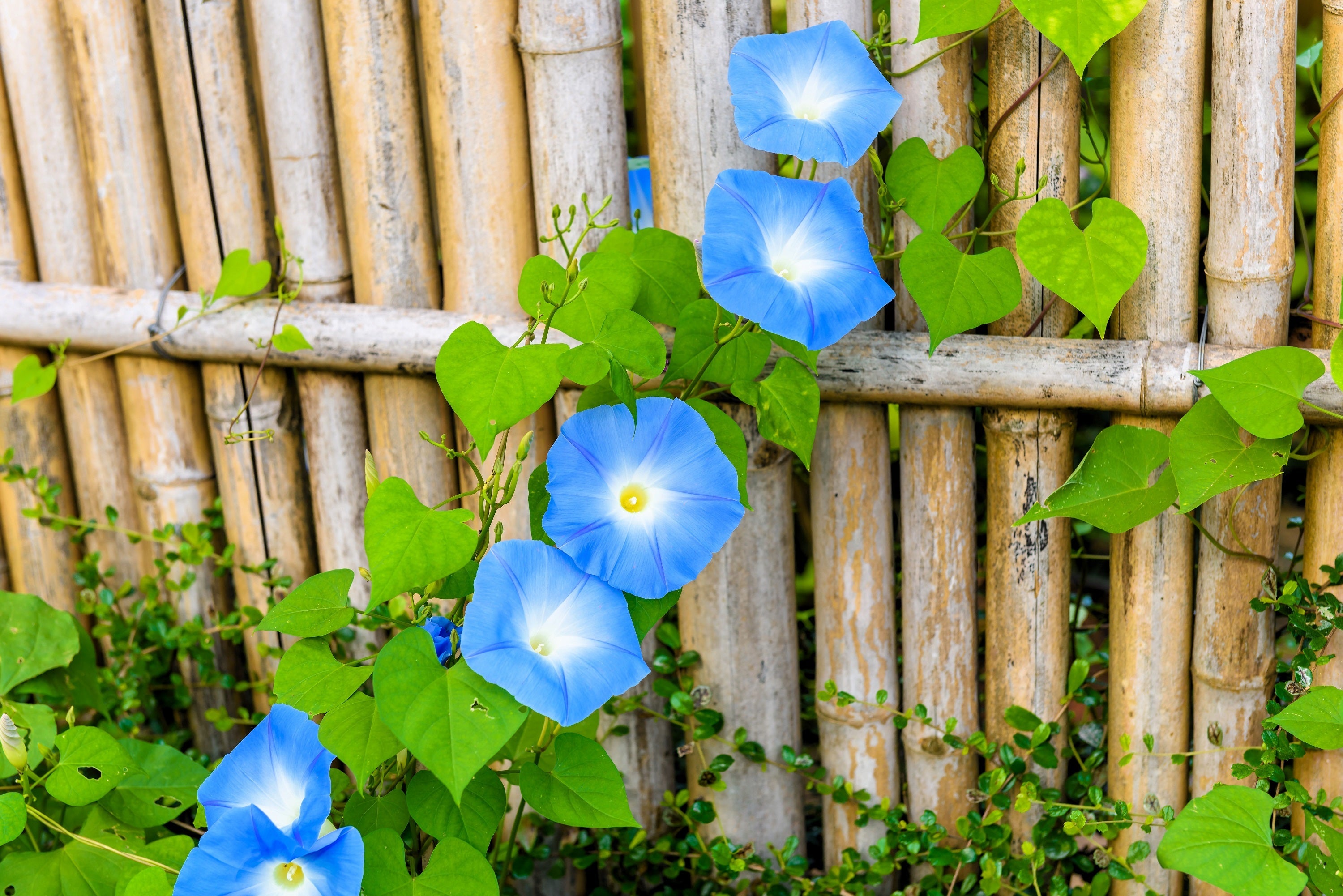 50 Heavenly BLUE MORNING GLORY Ipomoea Tricolor Vine Flower Seeds