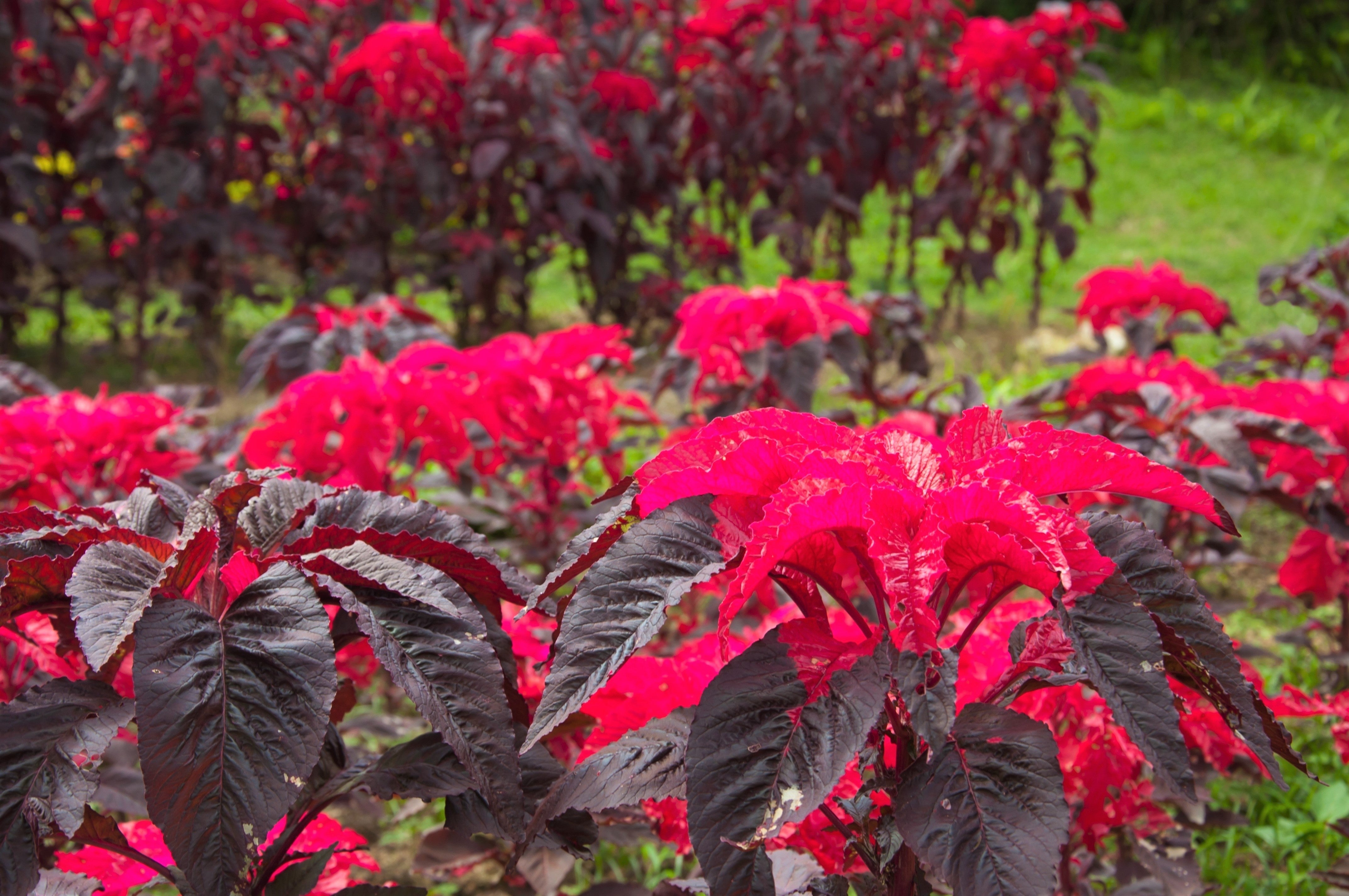 100 Tricolor EARLY SPLENDOR AMARANTHUS Hypochondricus Flower Seeds