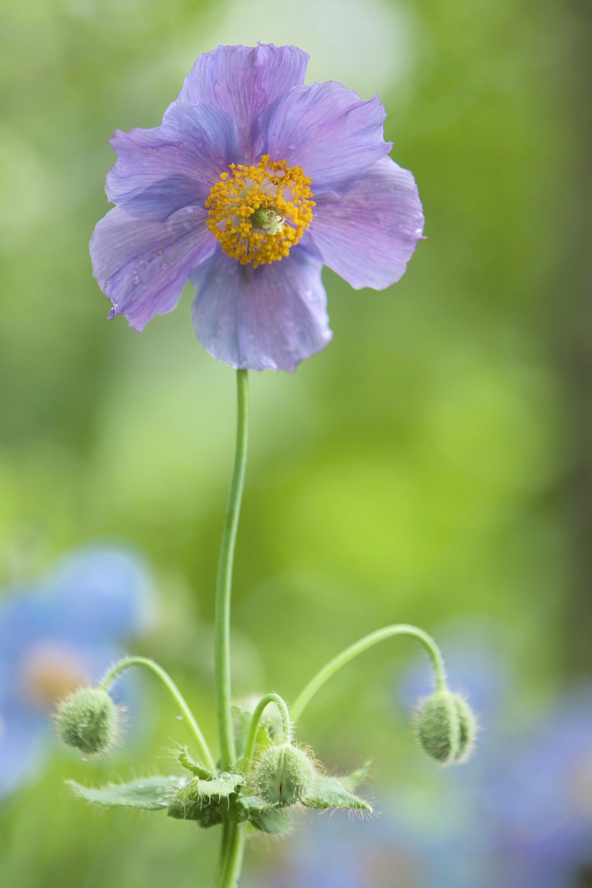 10 VIOLET HIMALAYAN POPPY Meconopsis Betonicifolia Purple Hensol Flower Seeds