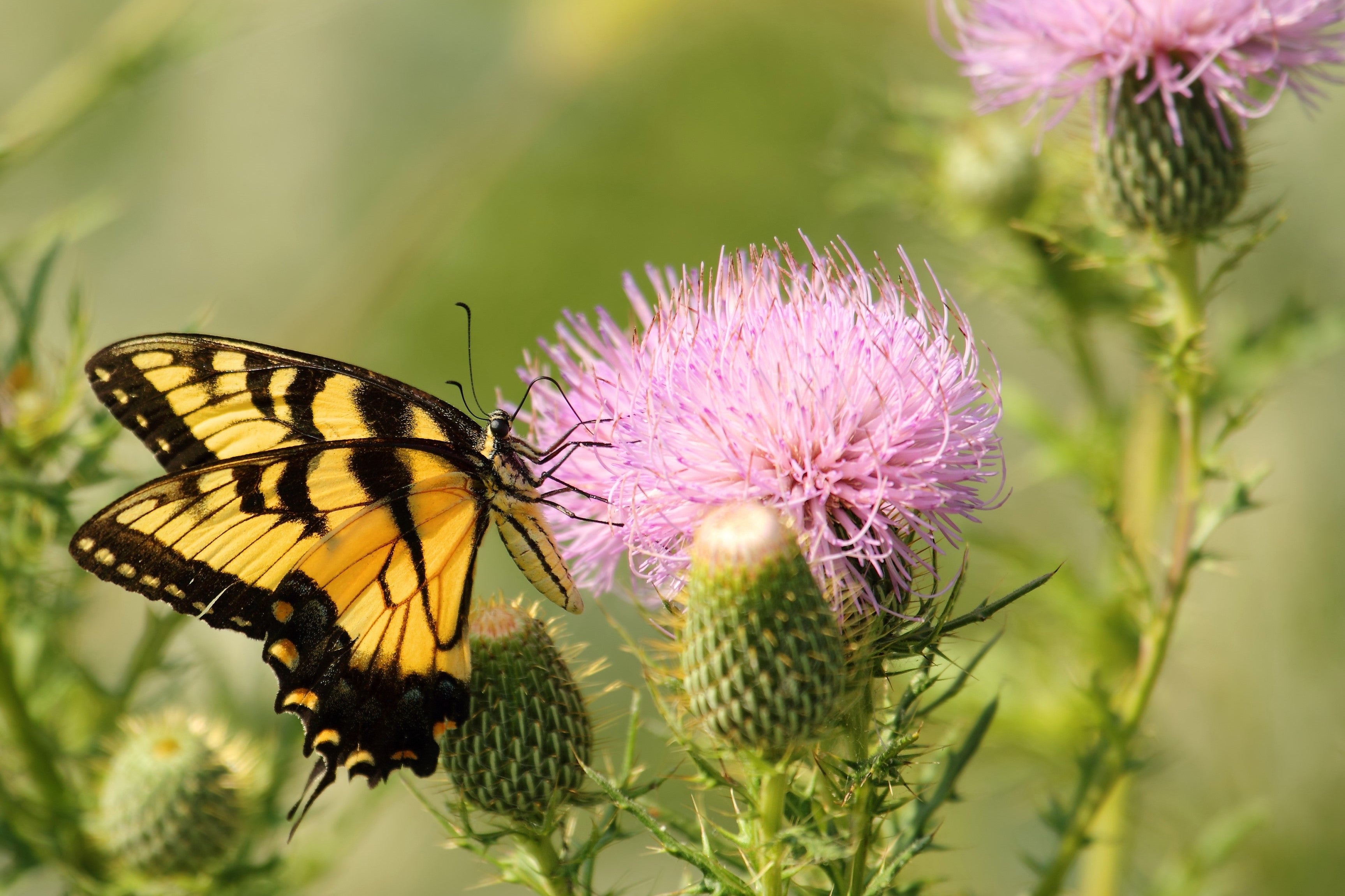100 ORGANIC Blessed MILK THISTLE Silybum Marianum Hummingbird Purple Flower Seeds