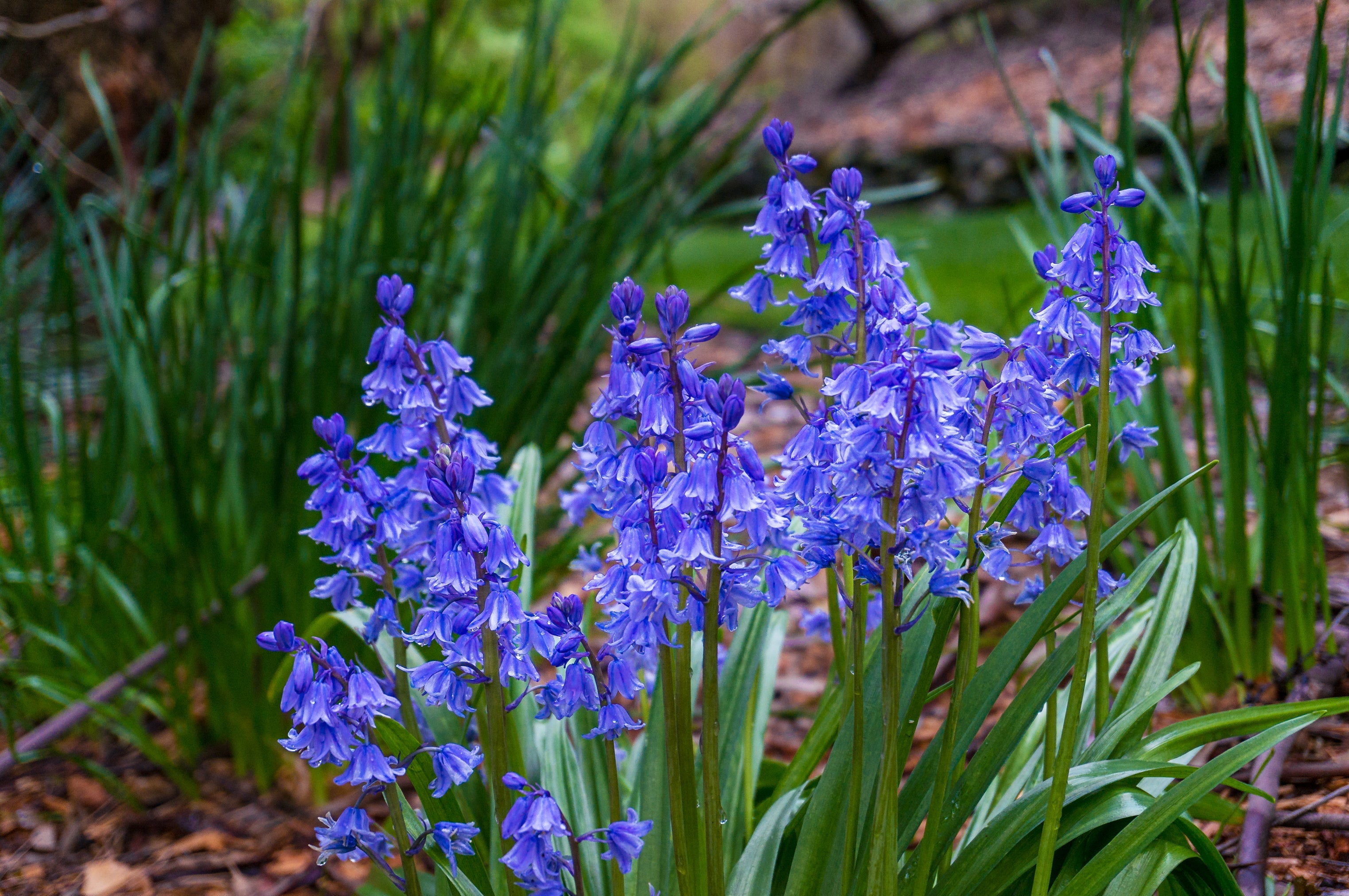 10 WOOD HYACINTH Mixed Colors English Woodland Spanish Bluebell Scilla Campanulata Hyacinthoides Hispanica Pink Purple White Flower Seeds