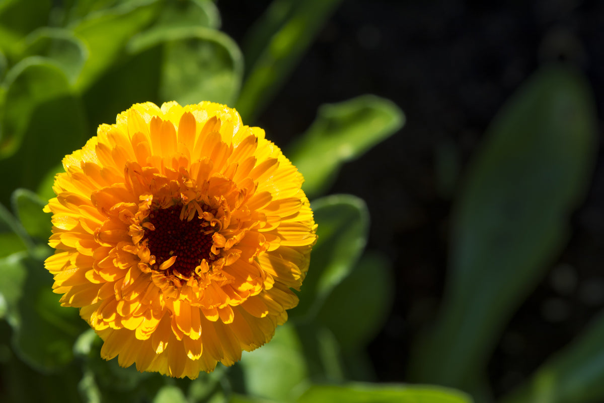 500 PACIFIC Beauty YELLOW MARIGOLD Calendula Officinalis Flower Seeds
