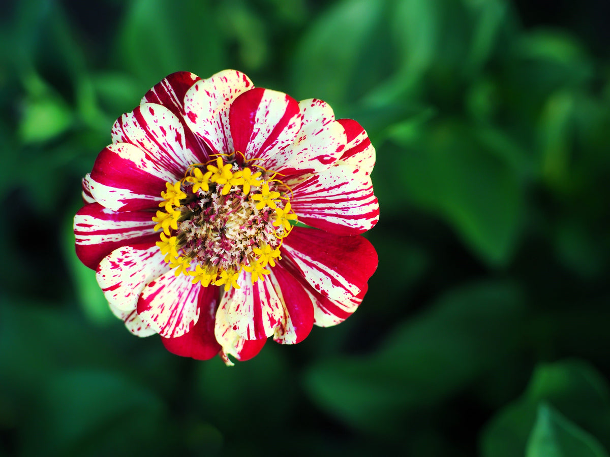 150 CANDY STRIPE ZINNIA Mix Elegans Flower Seeds Mixed Colors with Red Stripes