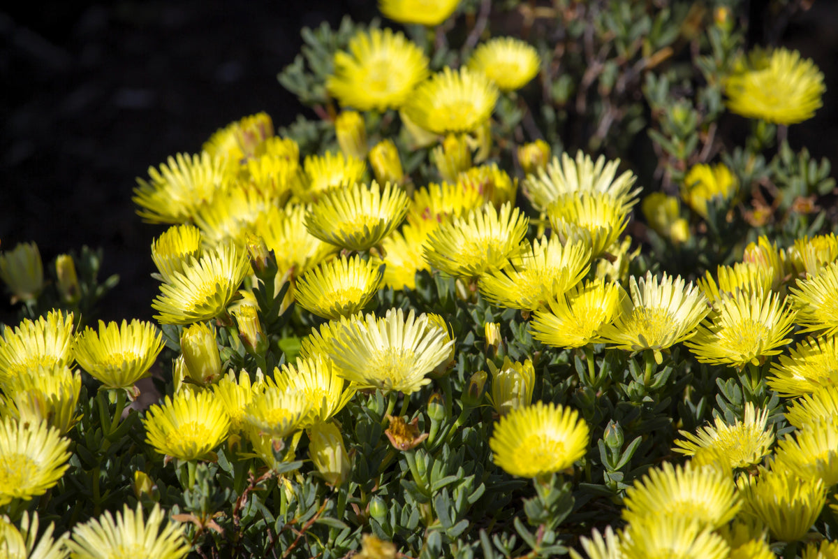 100 Gelato YELLOW ICE PLANT Mesembryanthemum Daisy Livingstone Succulent Flower Seeds