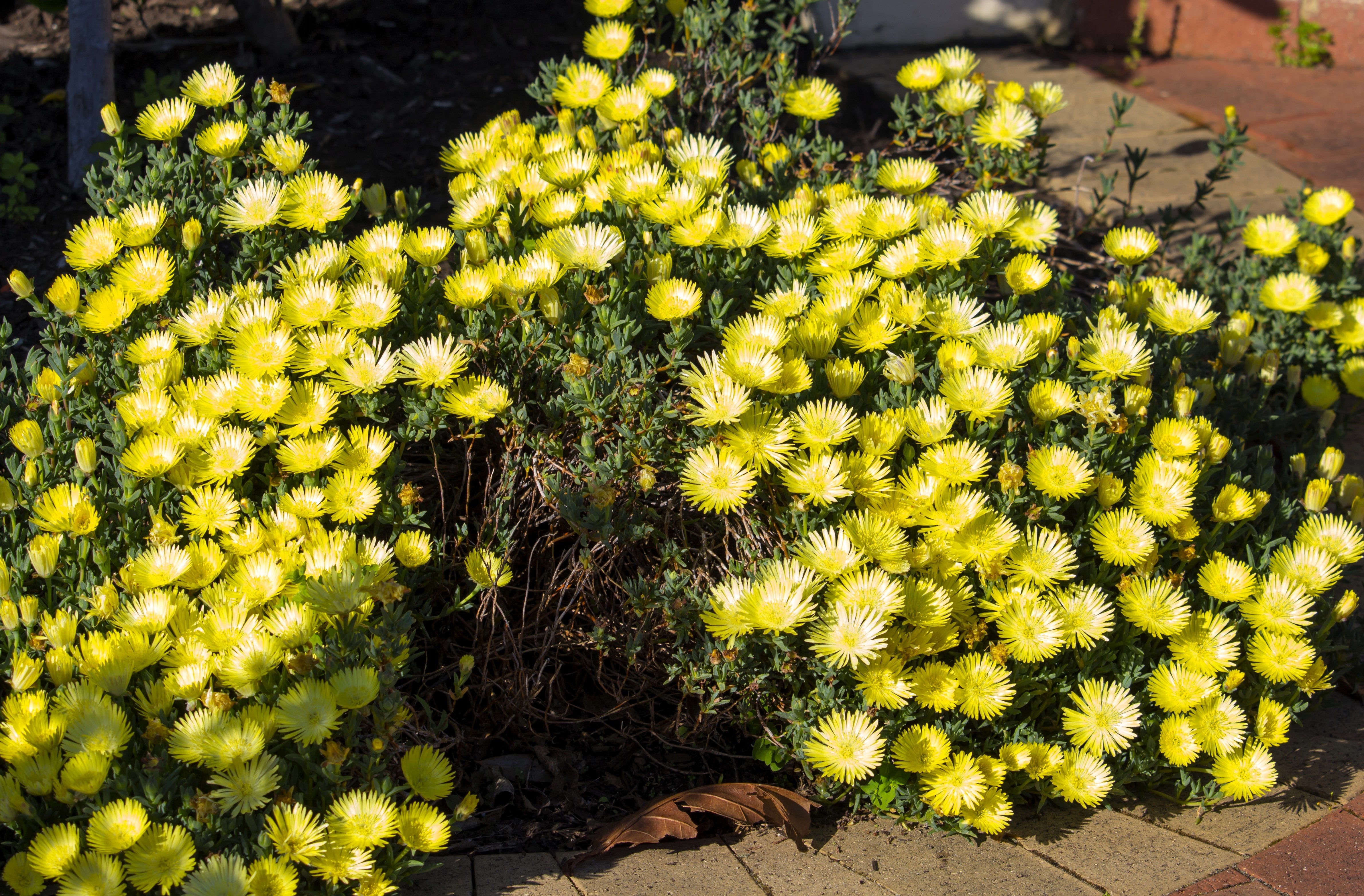 100 Gelato YELLOW ICE PLANT Mesembryanthemum Daisy Livingstone Succulent Flower Seeds
