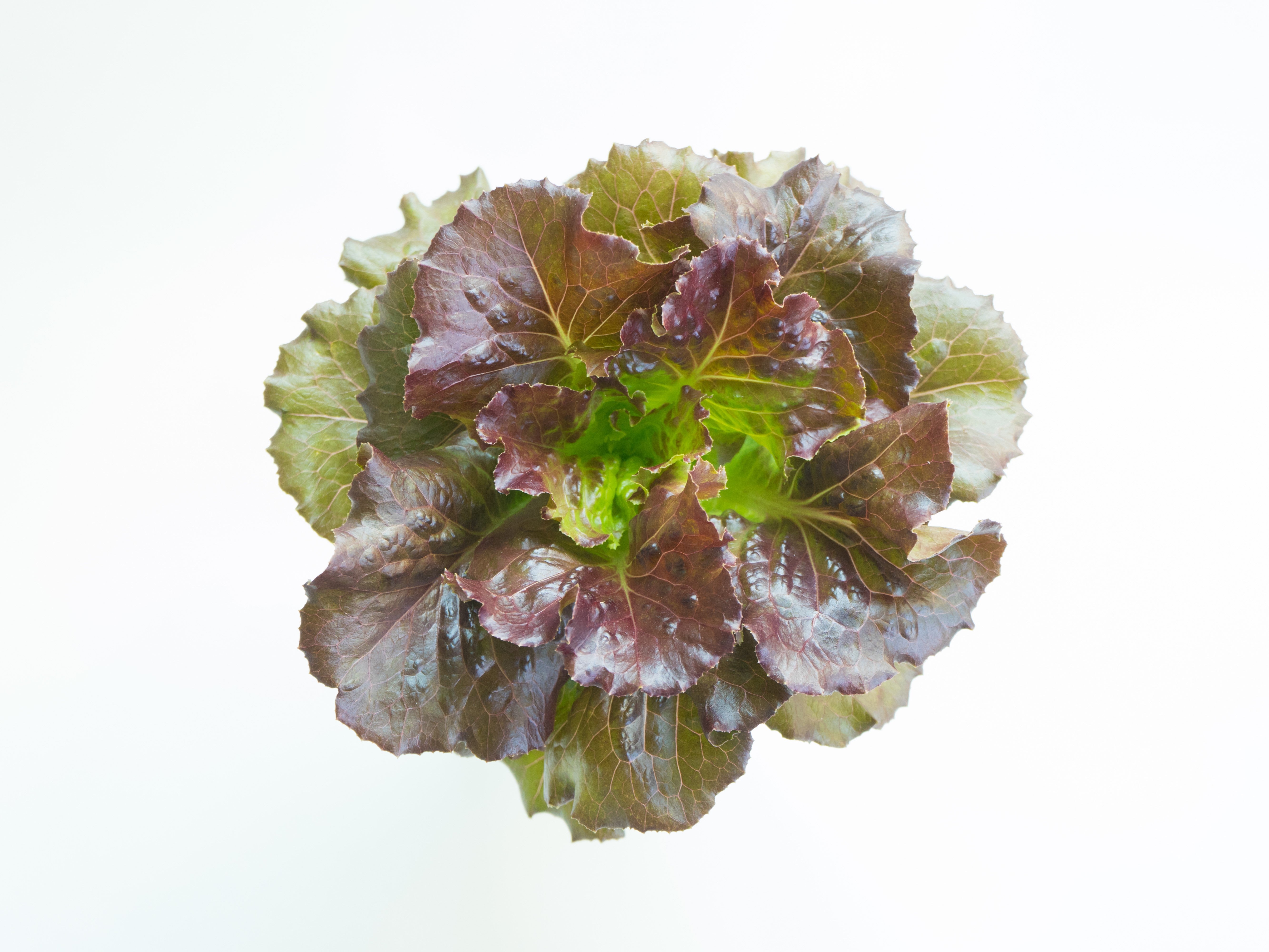 3000 BRONZE MIGNONETTE LETTUCE Butterhead Lactuca Sativa Vegetable Seeds