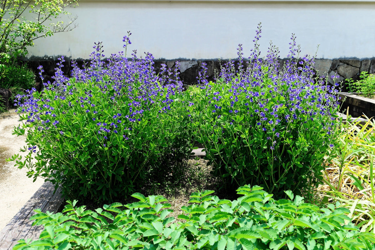 50 BLUE WILD INDIGO (False Indigo) Baptisia Australis Flower Seeds