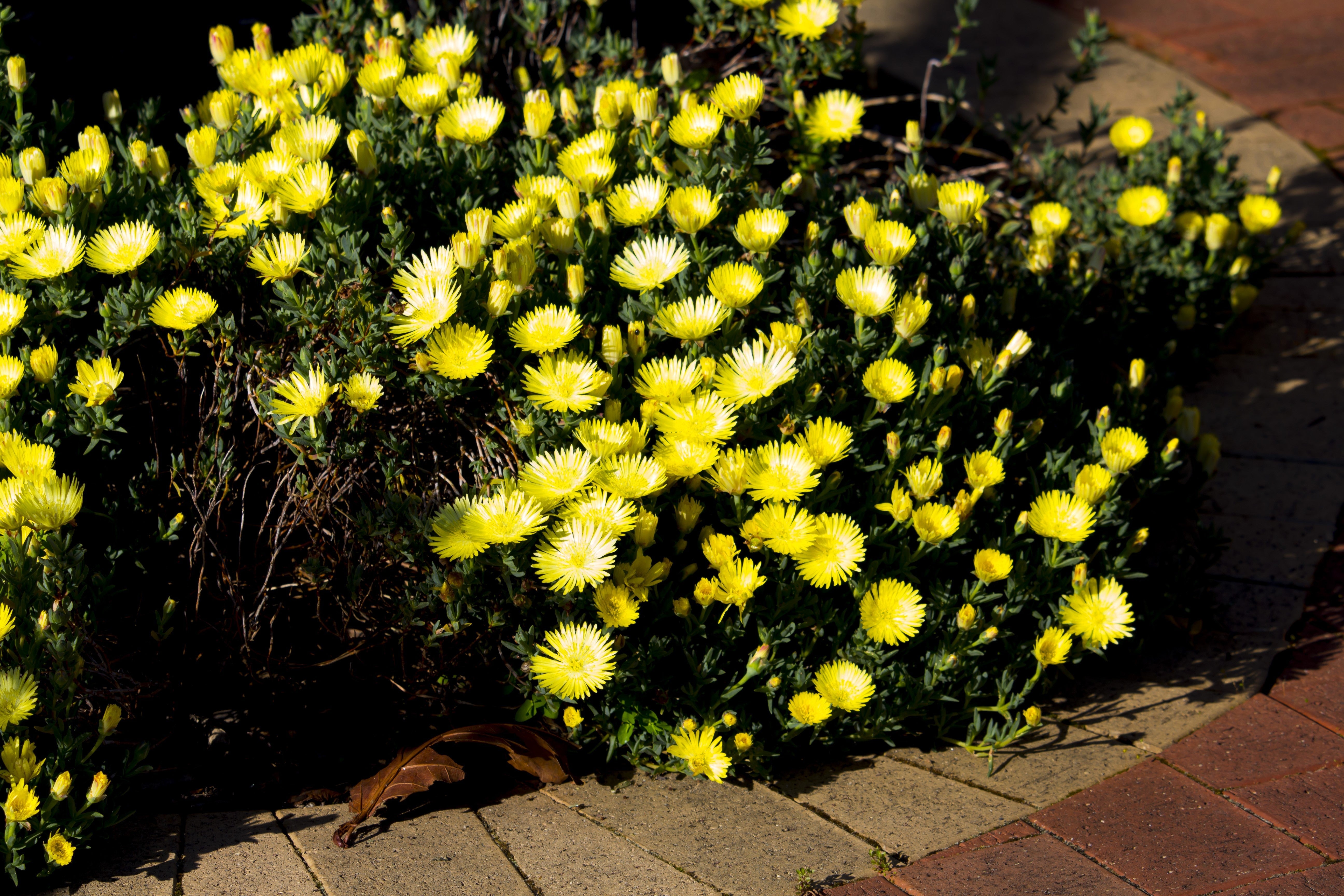100 Gelato YELLOW ICE PLANT Mesembryanthemum Daisy Livingstone Succulent Flower Seeds