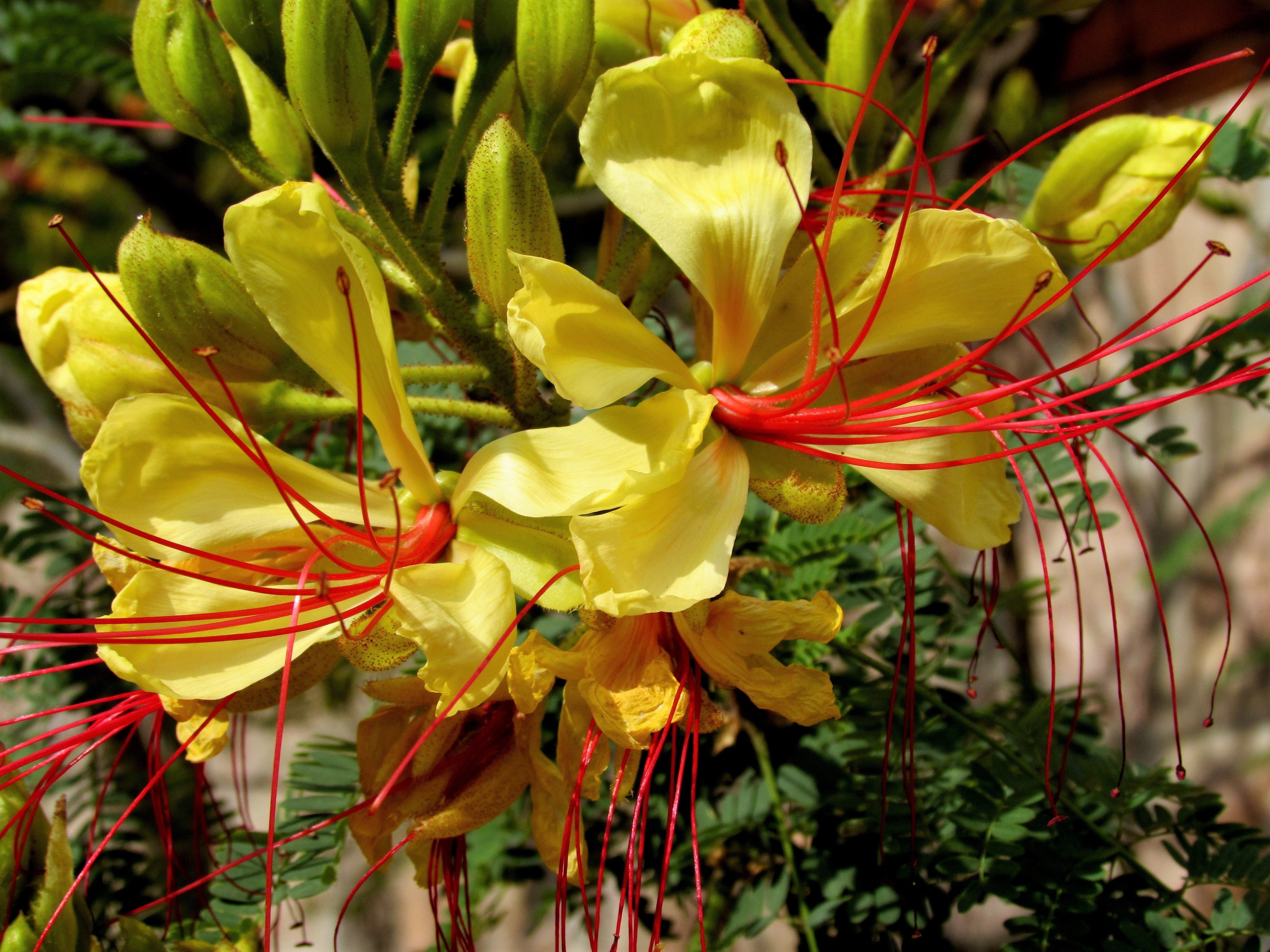 5 DESERT BIRD OF PARADISE Shrub Caesalpinia Gilliesii Poinciana Red & Yellow Flower Seeds