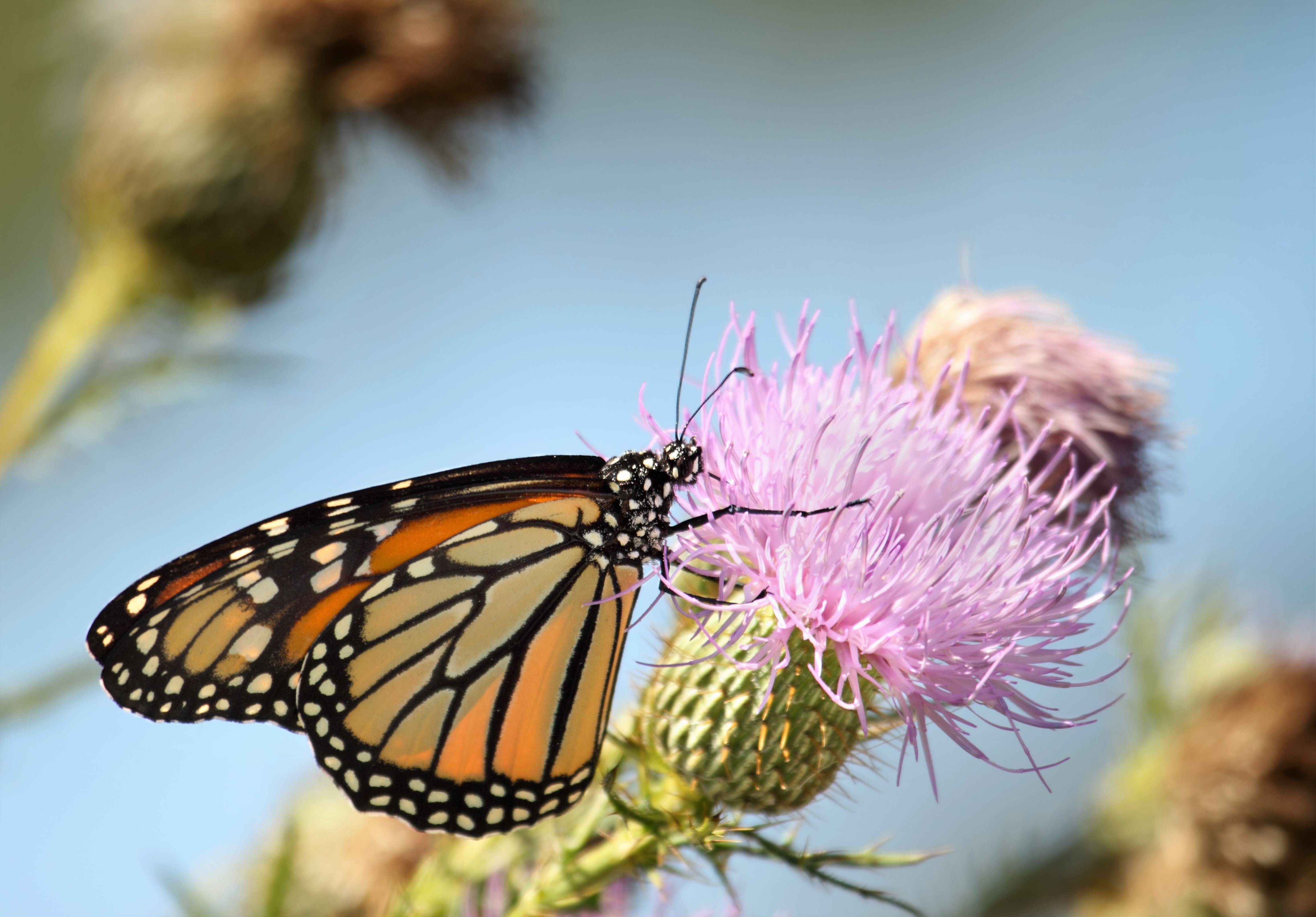 100 ORGANIC Blessed MILK THISTLE Silybum Marianum Hummingbird Purple Flower Seeds